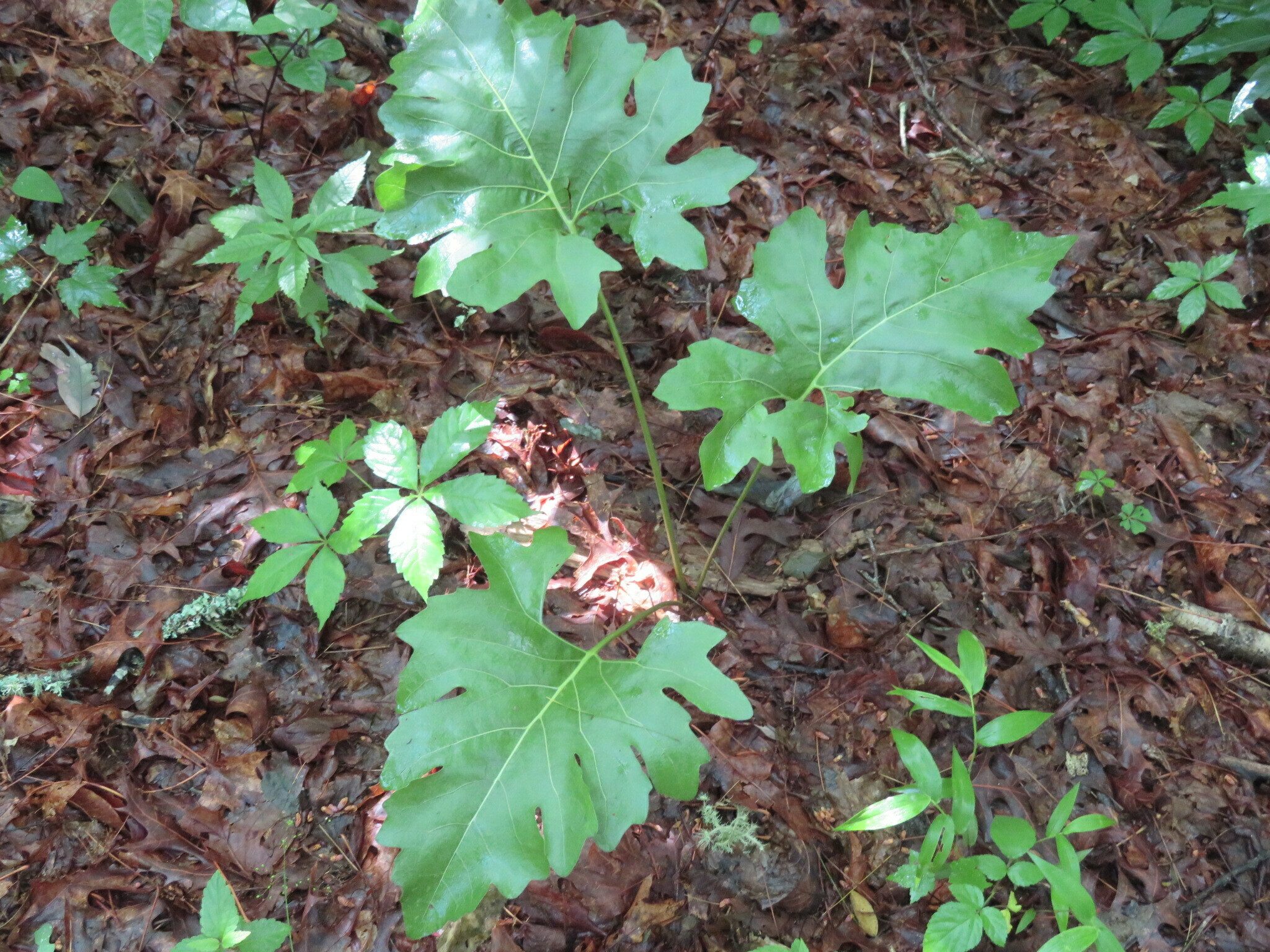 Mystery plant #3: Anyone?