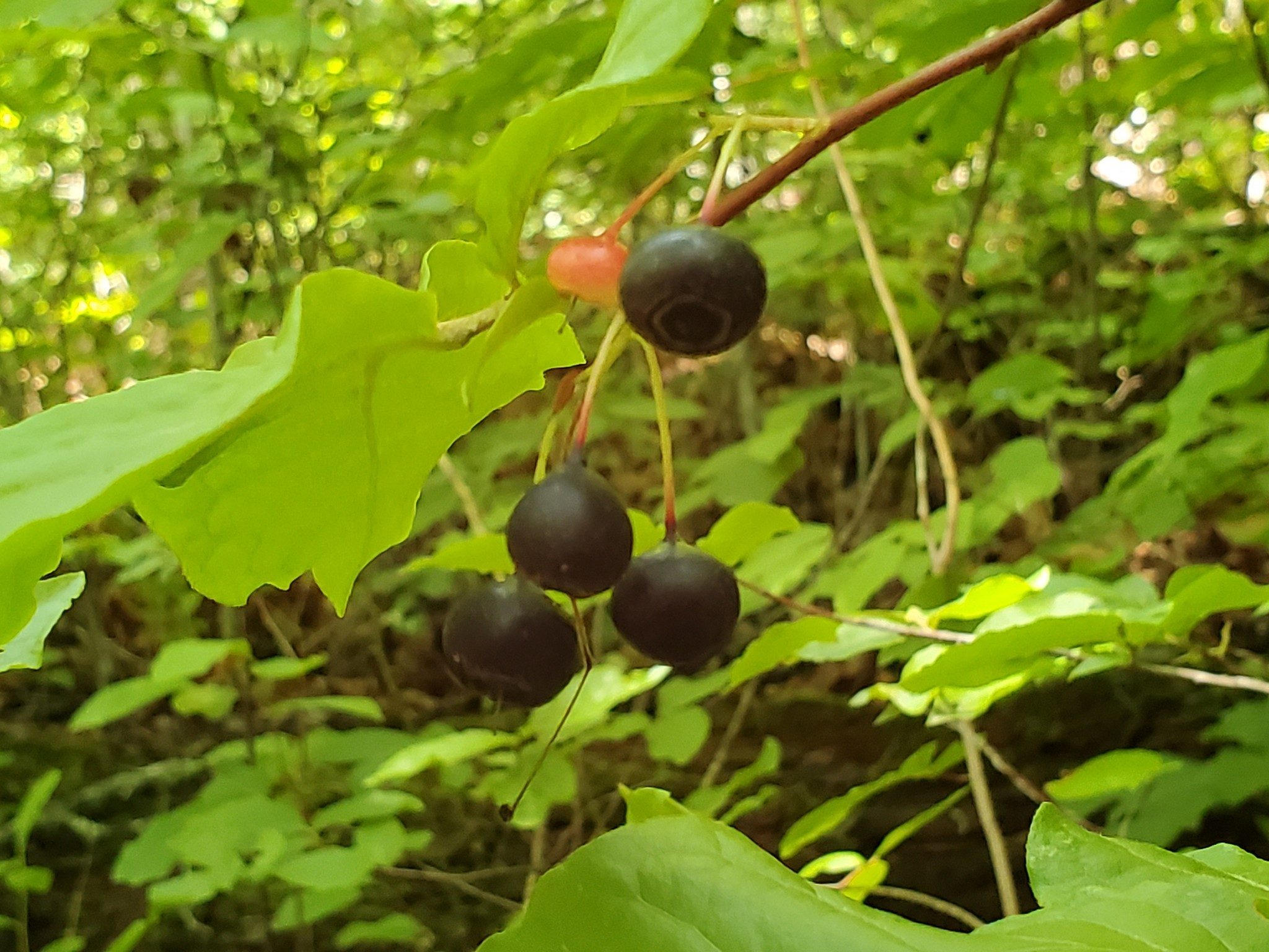 Lots of these huckleberries along the AT just north of the marina.