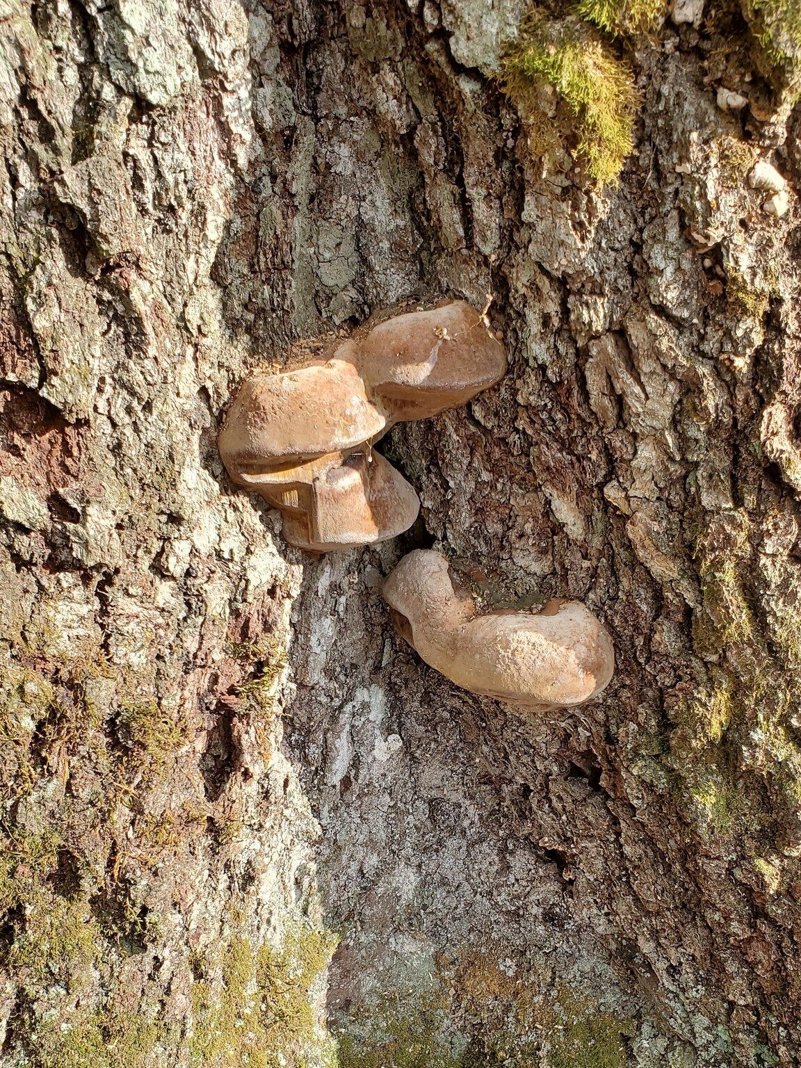 Looks like fungus, but these are actually rocks embedded in the bark.