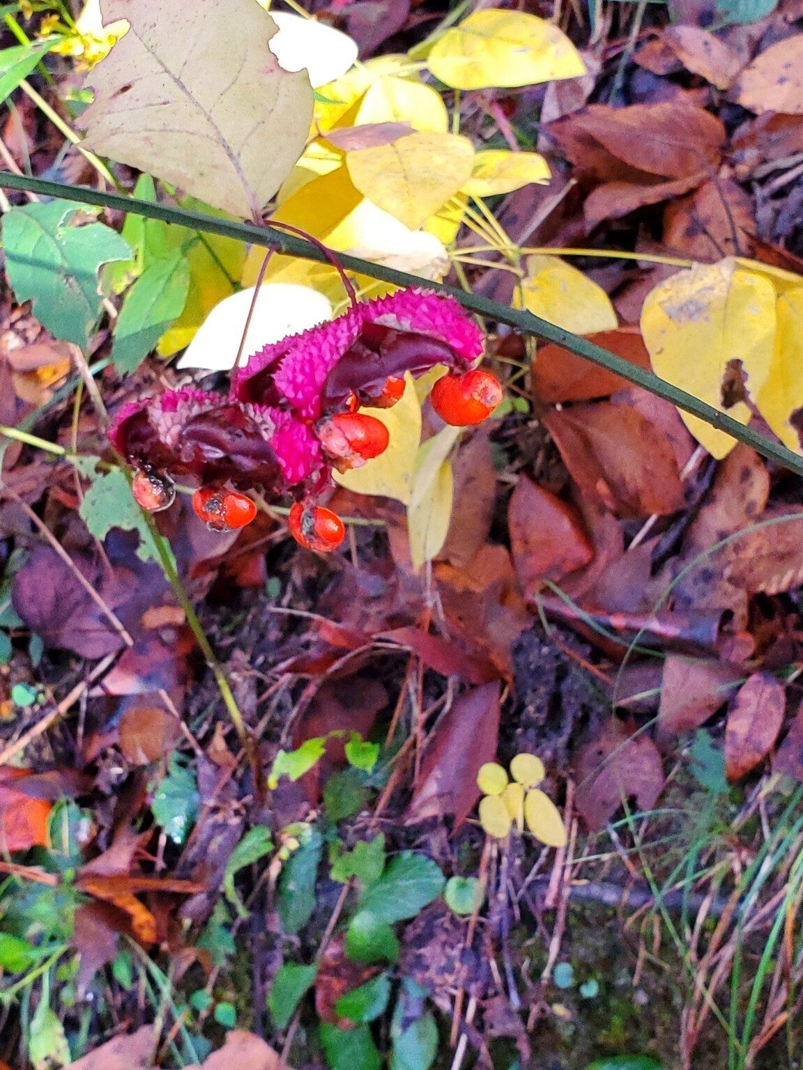 Heart-A-Bustin' with a background of colorful fall leaves.