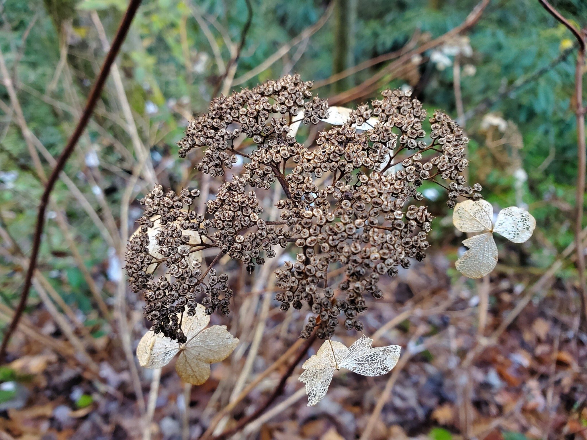 This fall/winter display from a Wild Hydrangea along the path to King Creek Falls caught my eye.