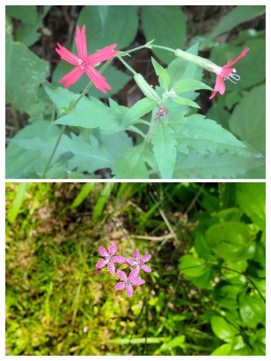 Red or pink wildflowers too! Yep, I'm too lazy this time to name all of the foregoing wildflowers.