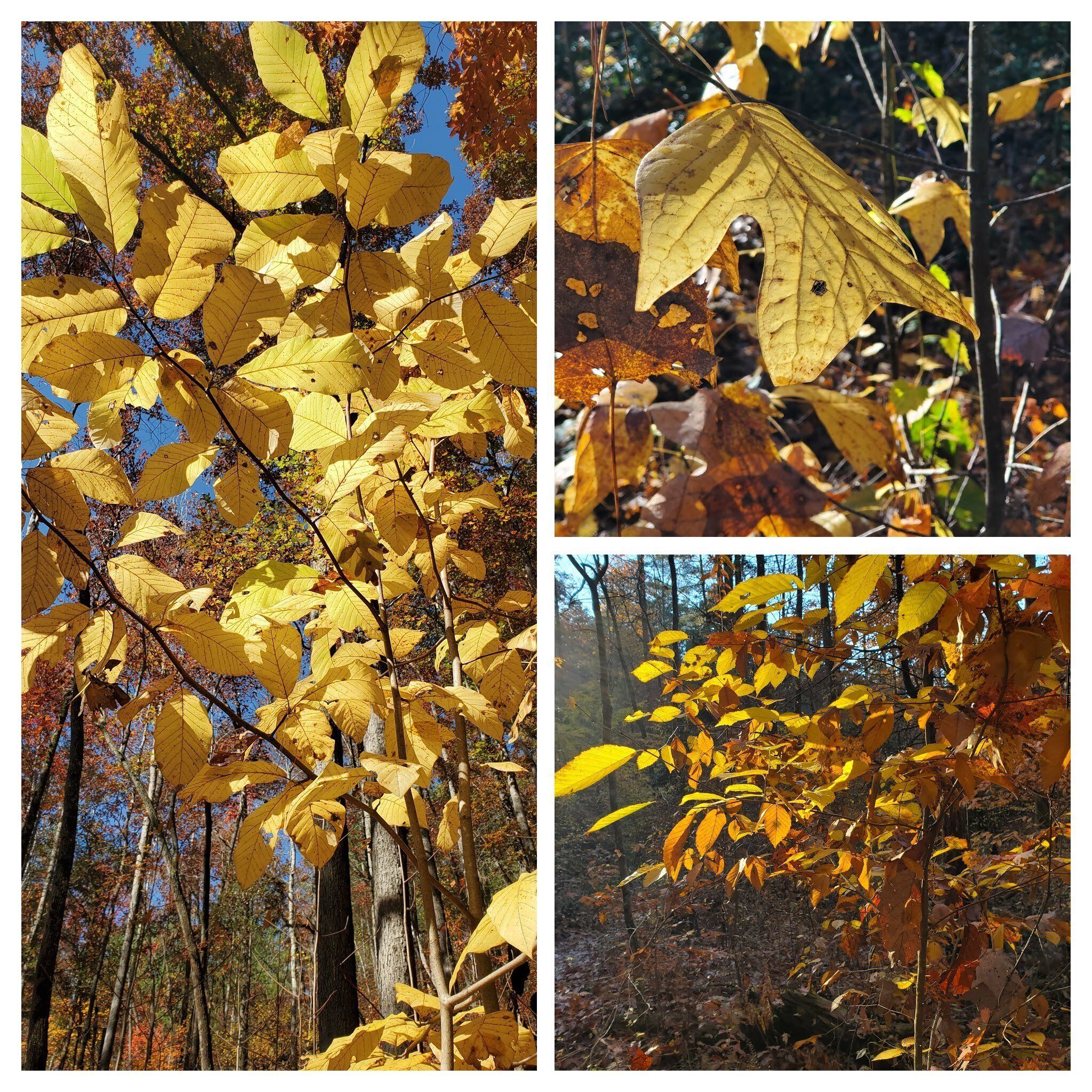 Lots of leaves turning yellow . . . .
