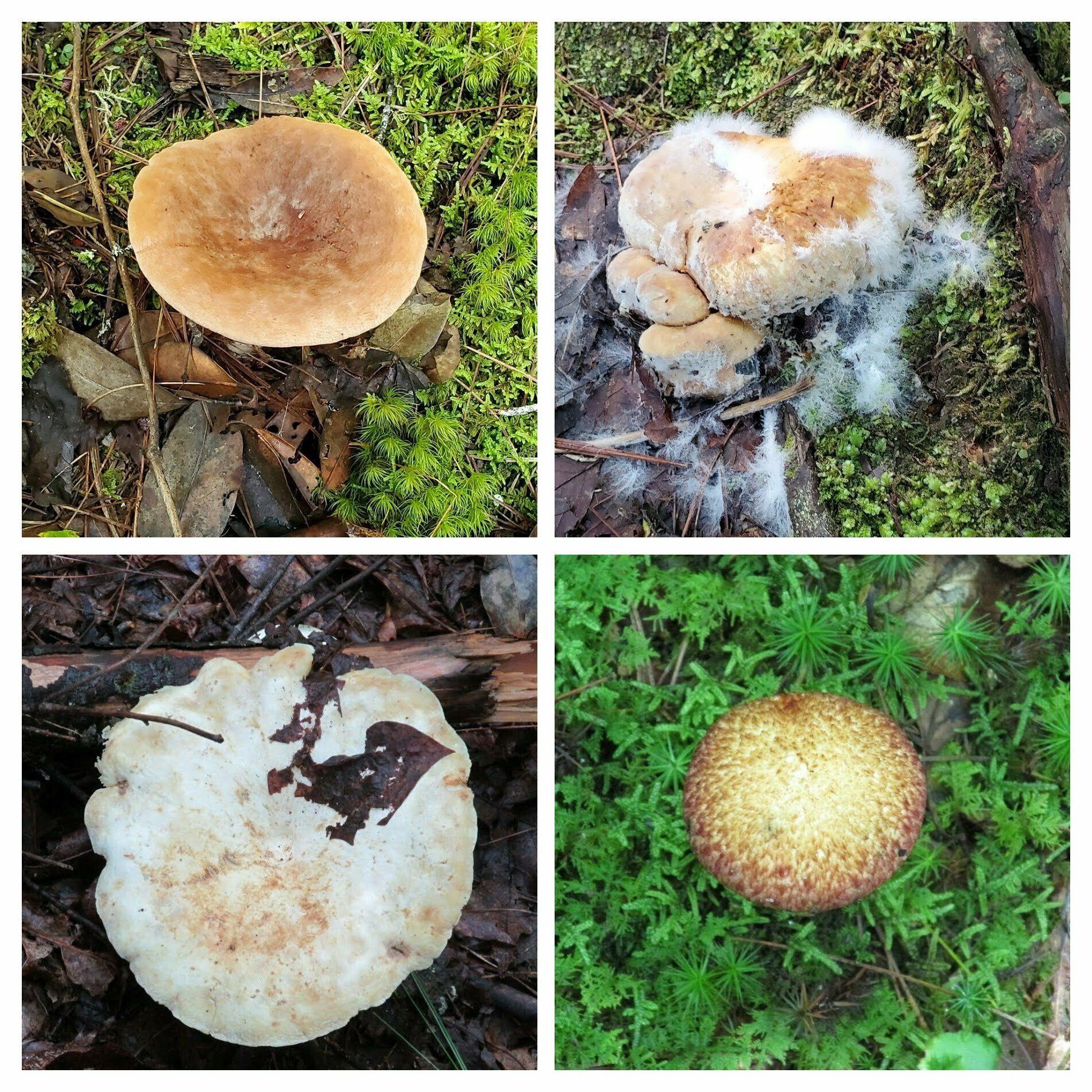 Some of the fungi seen along the trail.