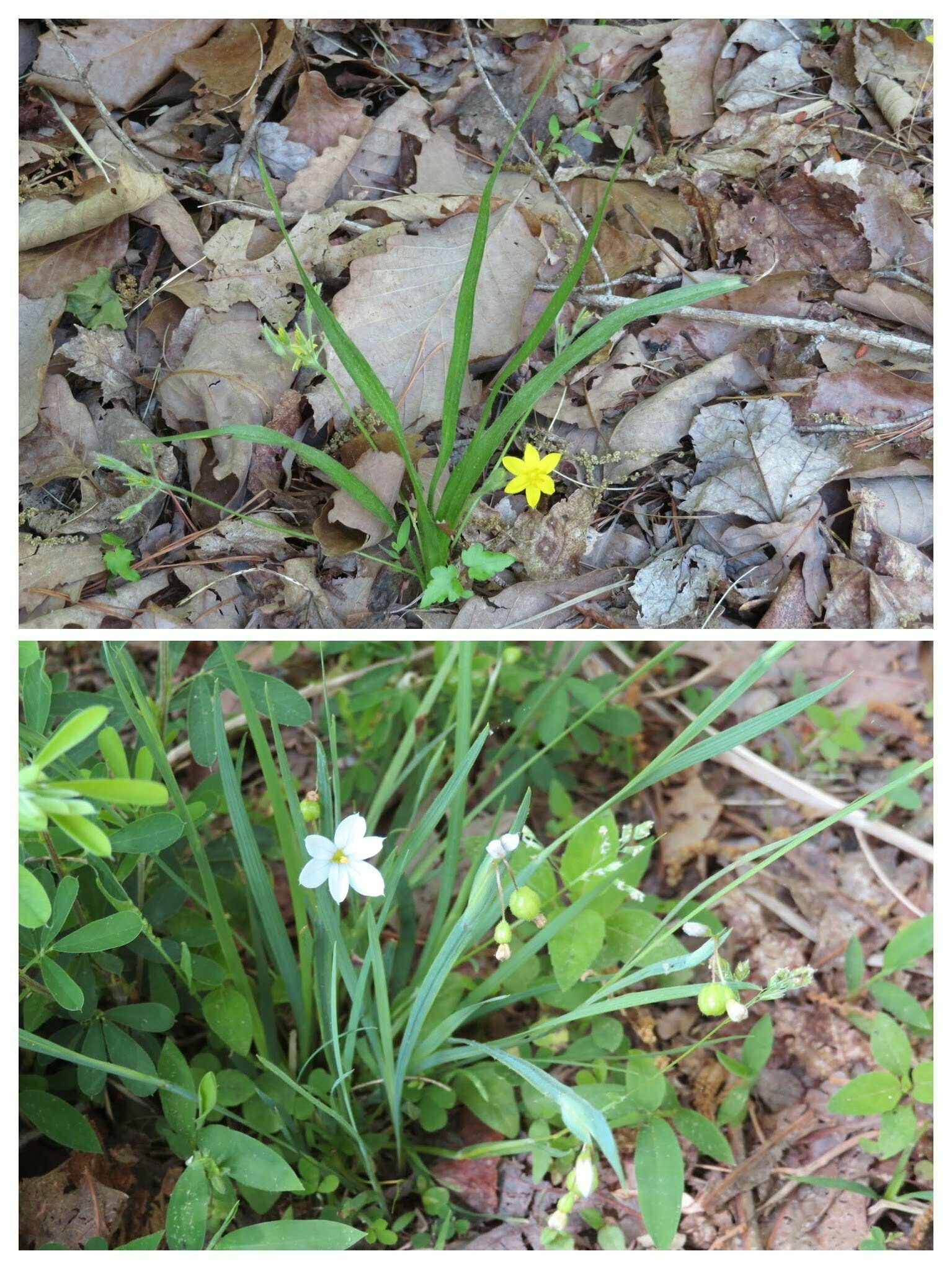 Yellow stargrass and White blue-eyed grass (lower) seen today.