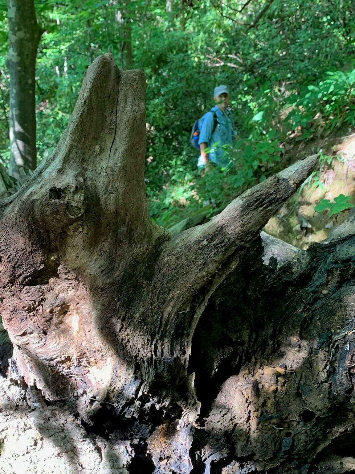 Lunch time for this trail creature!