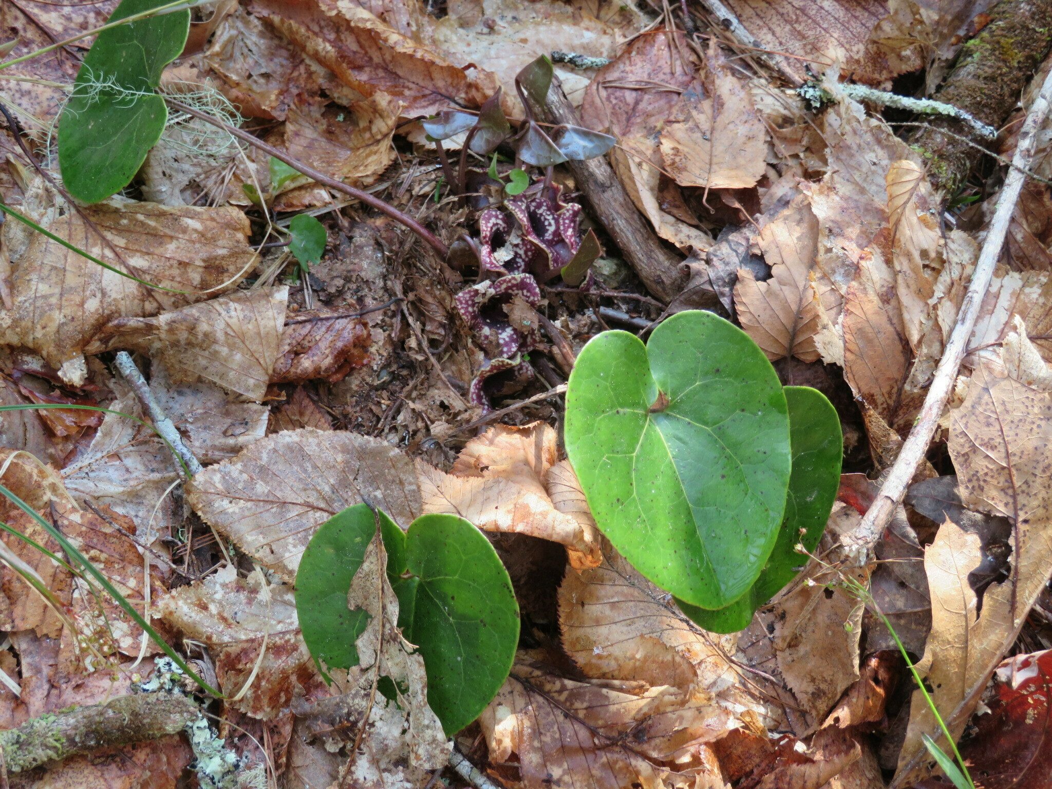 Ginger / Little Brown Jugs (Hexastylis arifolia ) blooming.