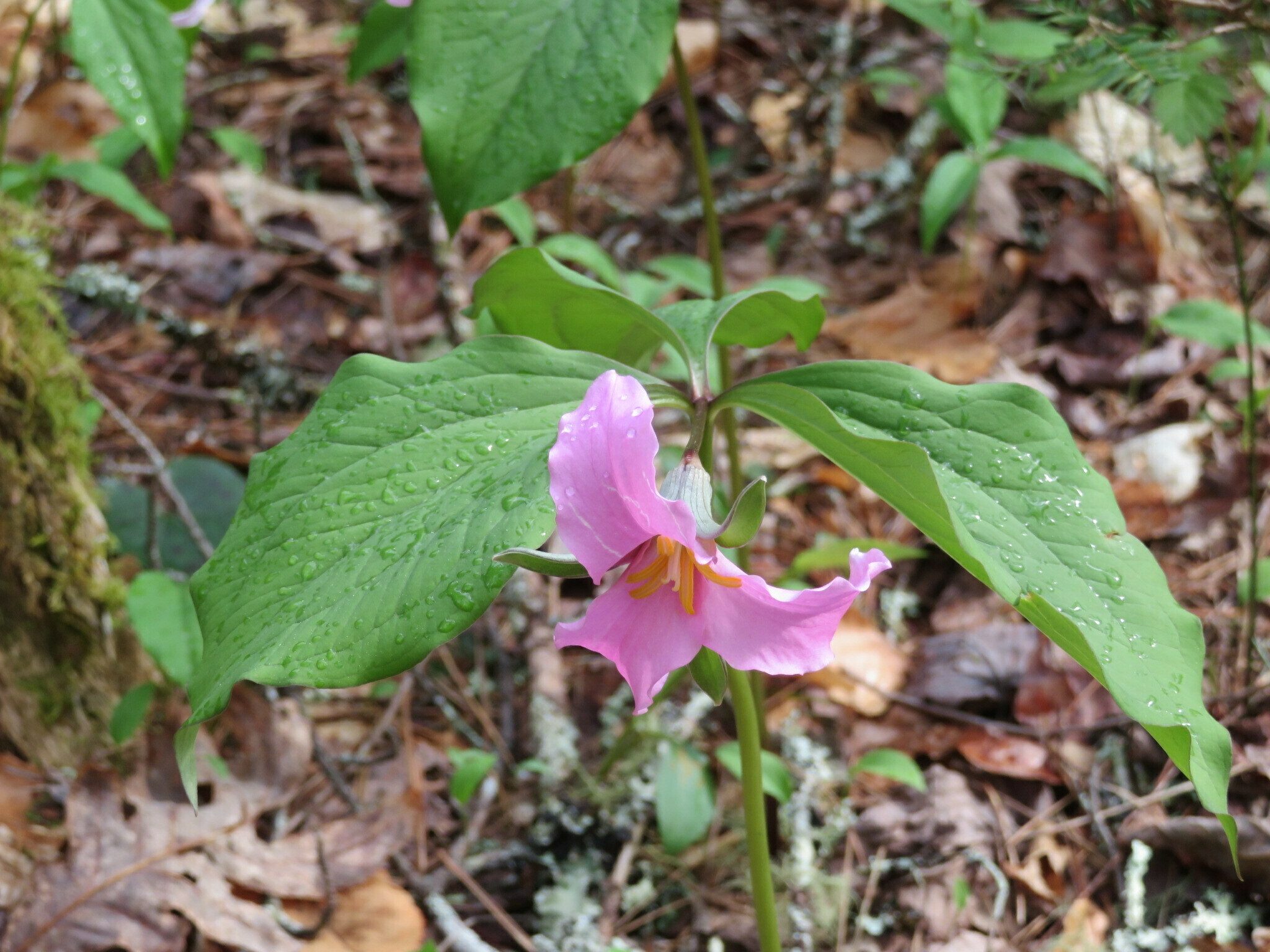 Catesby's Trillium(Trillium catesbaei)