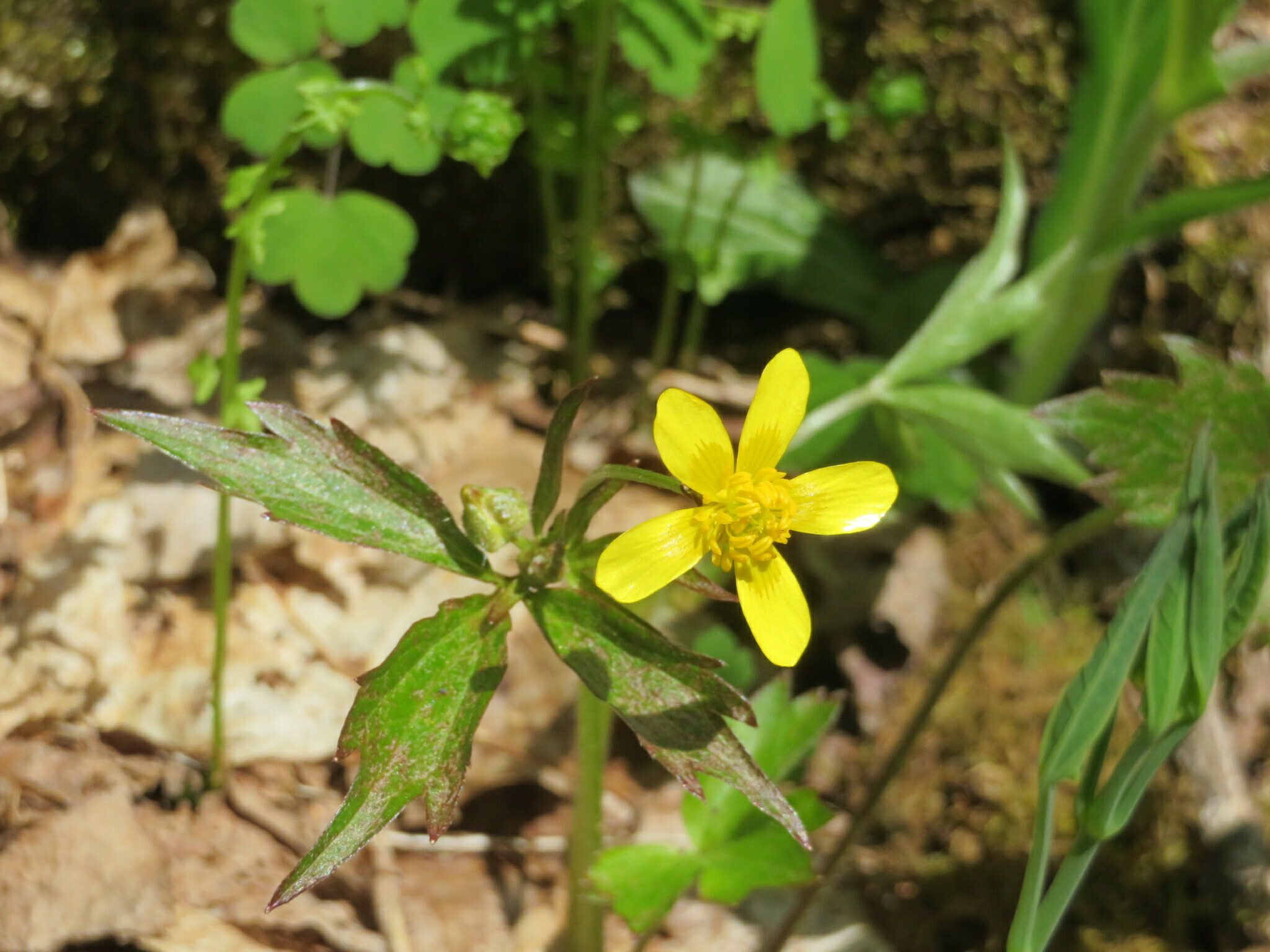 Bristly buttercup (Ranunculus hispidus)