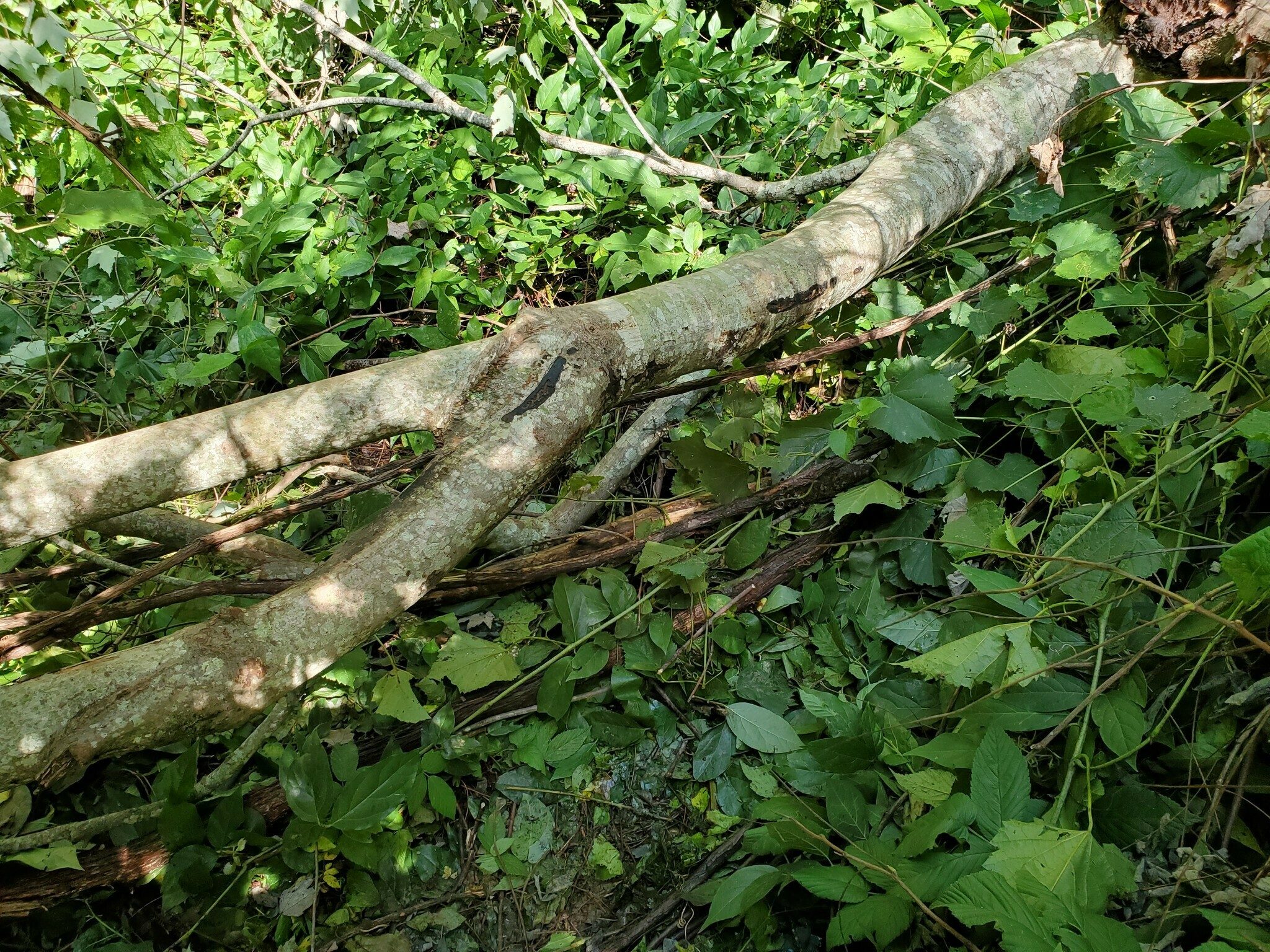 We were a bit surprised a hiker two days before cut her hike short for this downed tree.