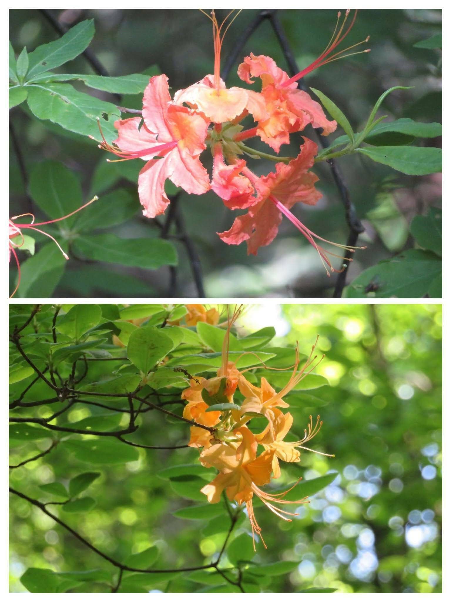 Color variations of some Native azaleas.