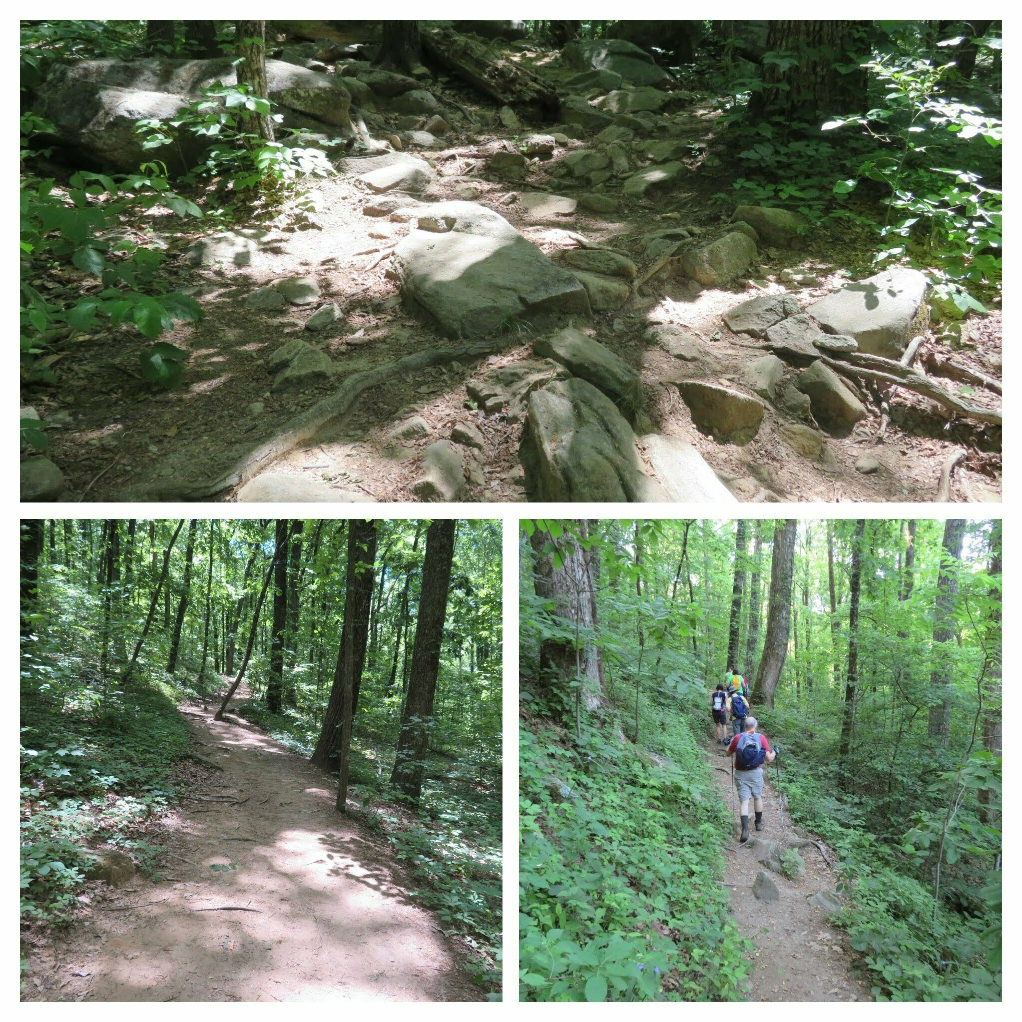 Lots of variations in the trail today.