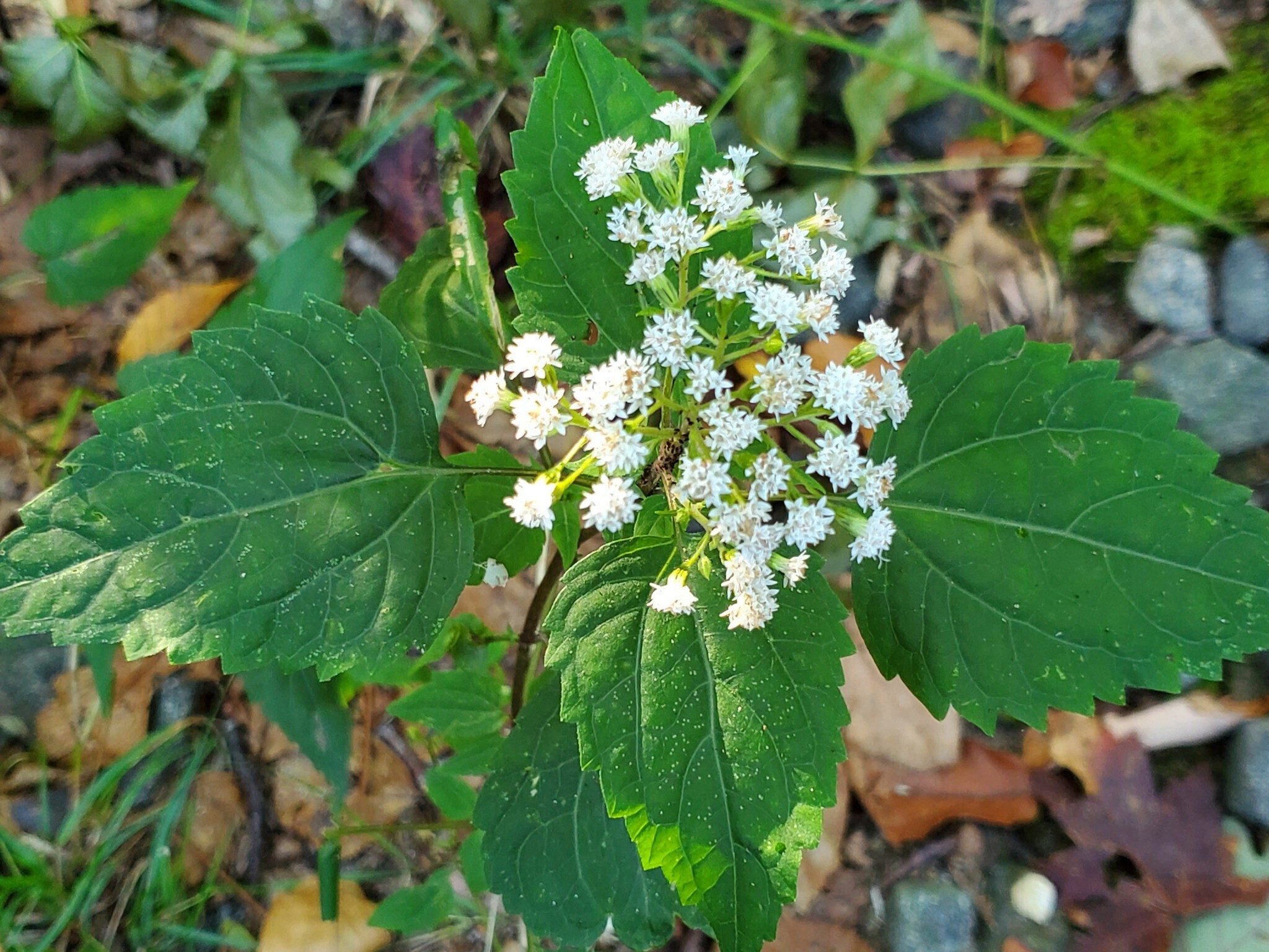 Some White Snakeroot, too.