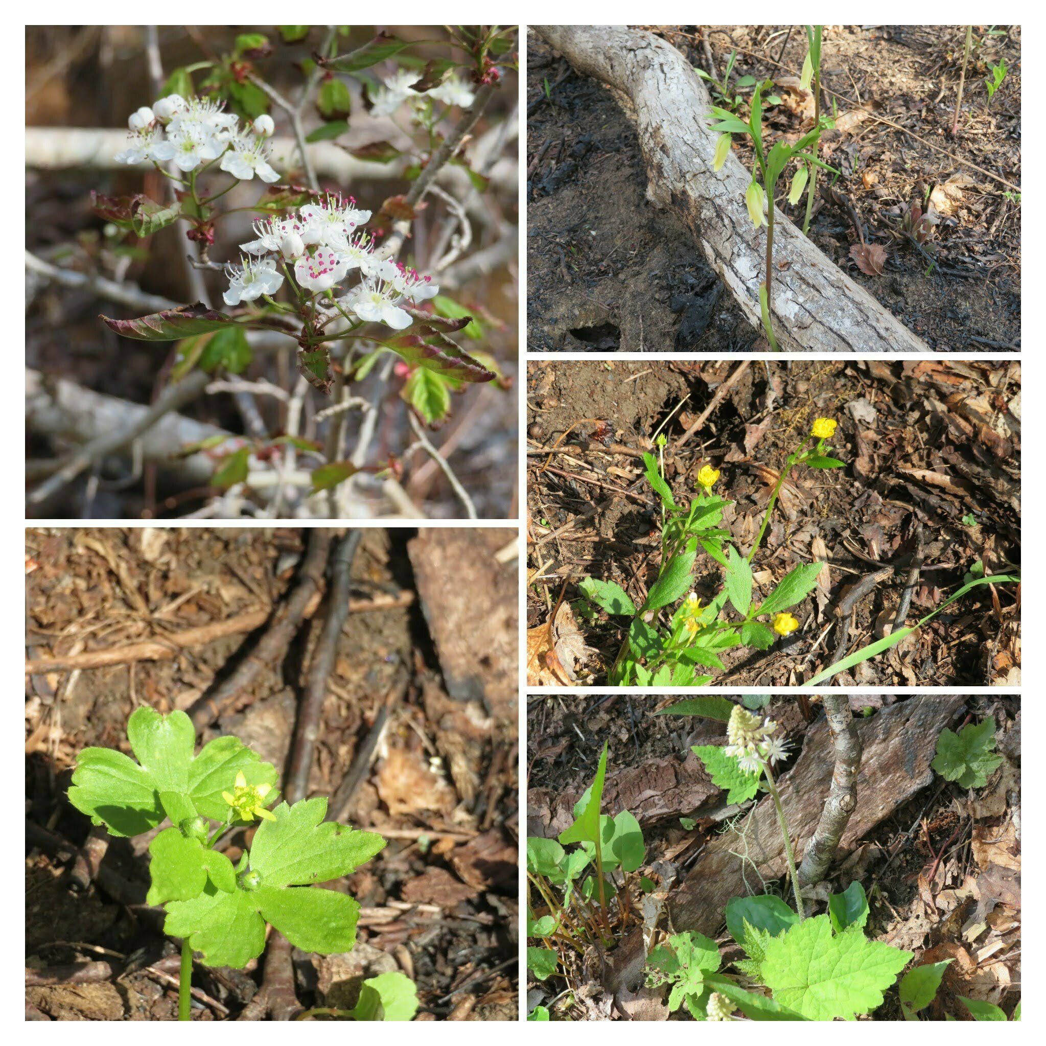 But even after only three weeks of the burn, wildflowers were emerging.