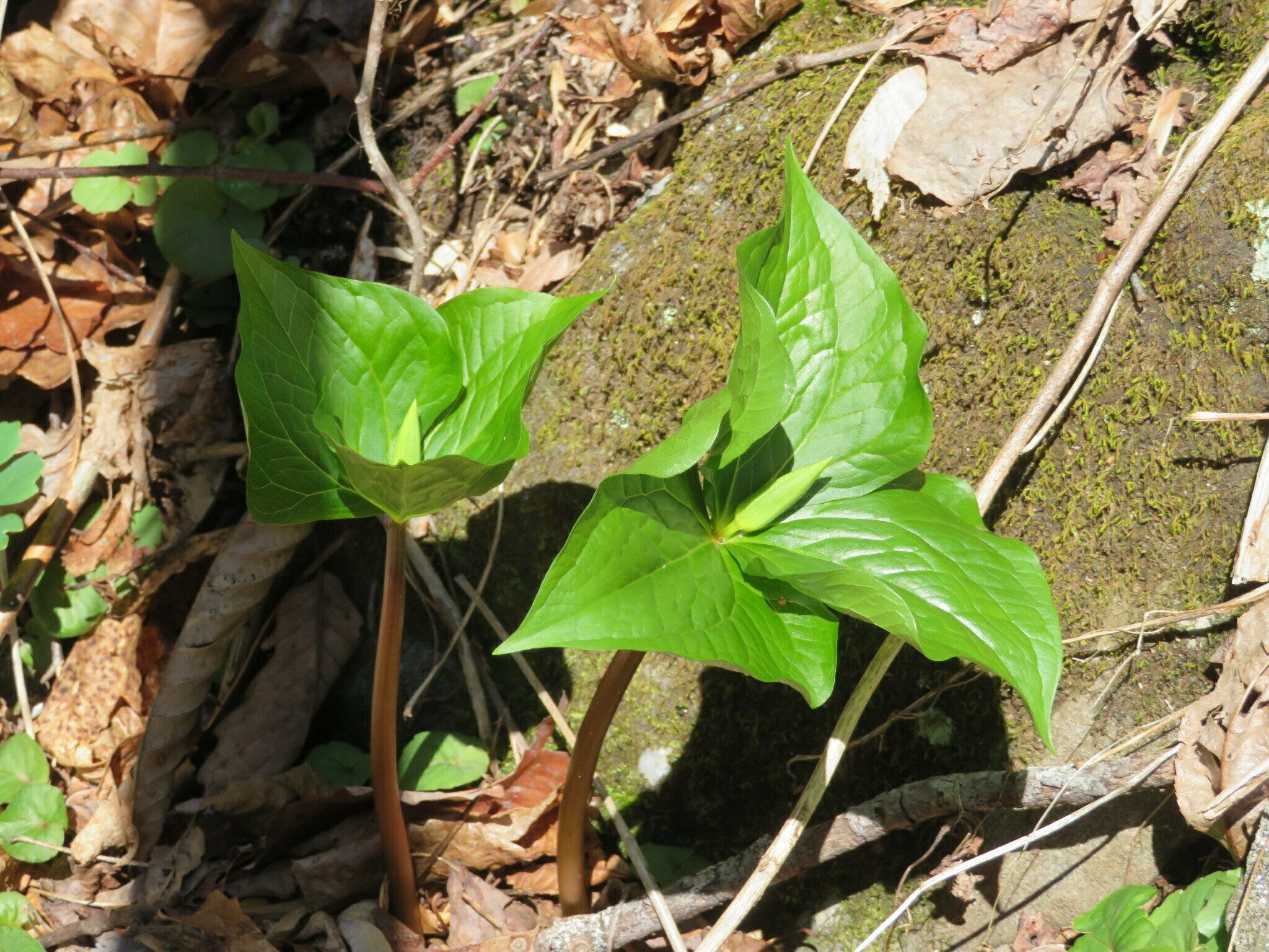 One of very few trillium along the trail.
