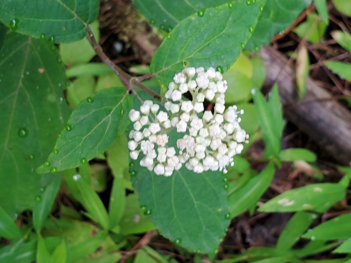 Not sure . . . looks like a Hydrangea of some type.