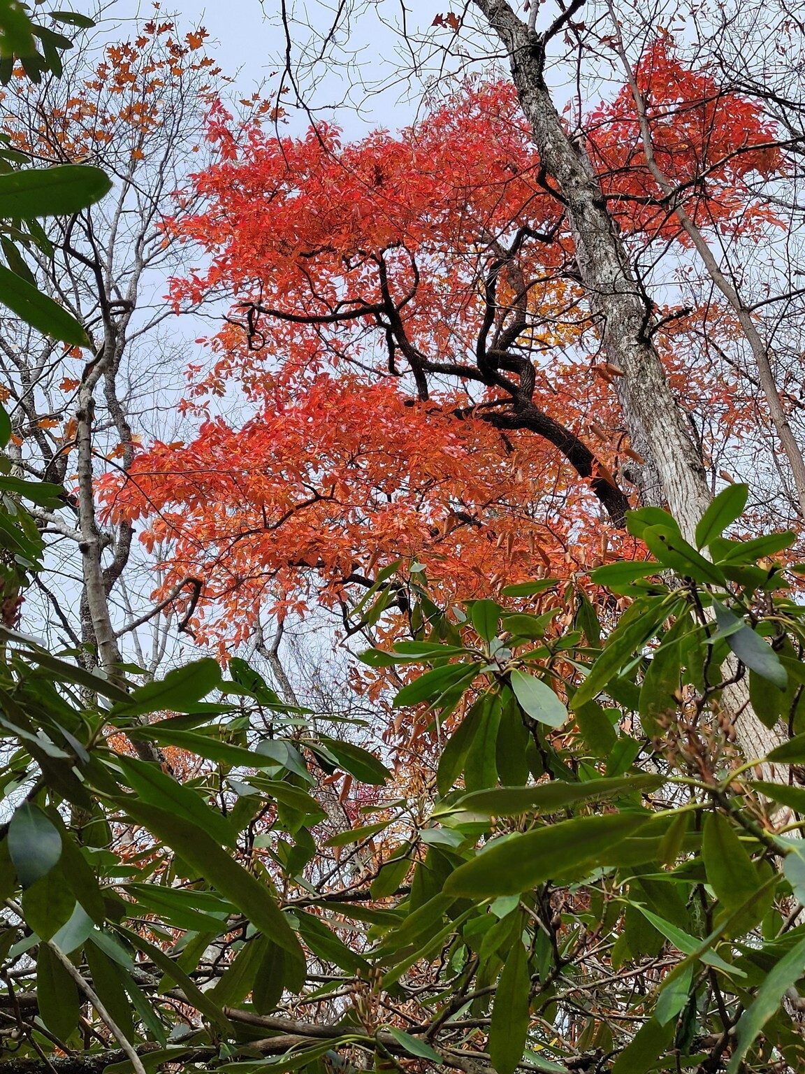 This Sourwood tree was standing out above us.