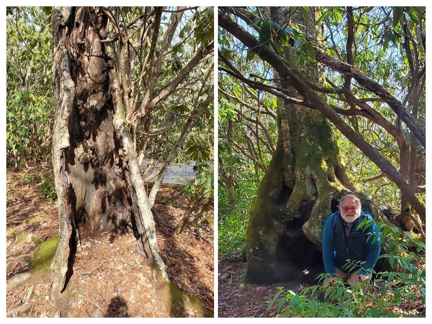 Yep, those hollowed out, but living trees are still there . . . and its dwarf occupant has come out to greet us.