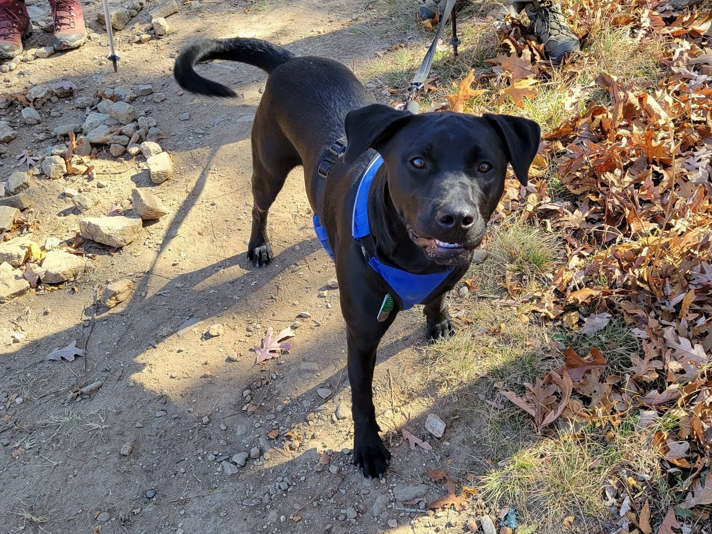 Toby also seemed to enjoy the hike today.