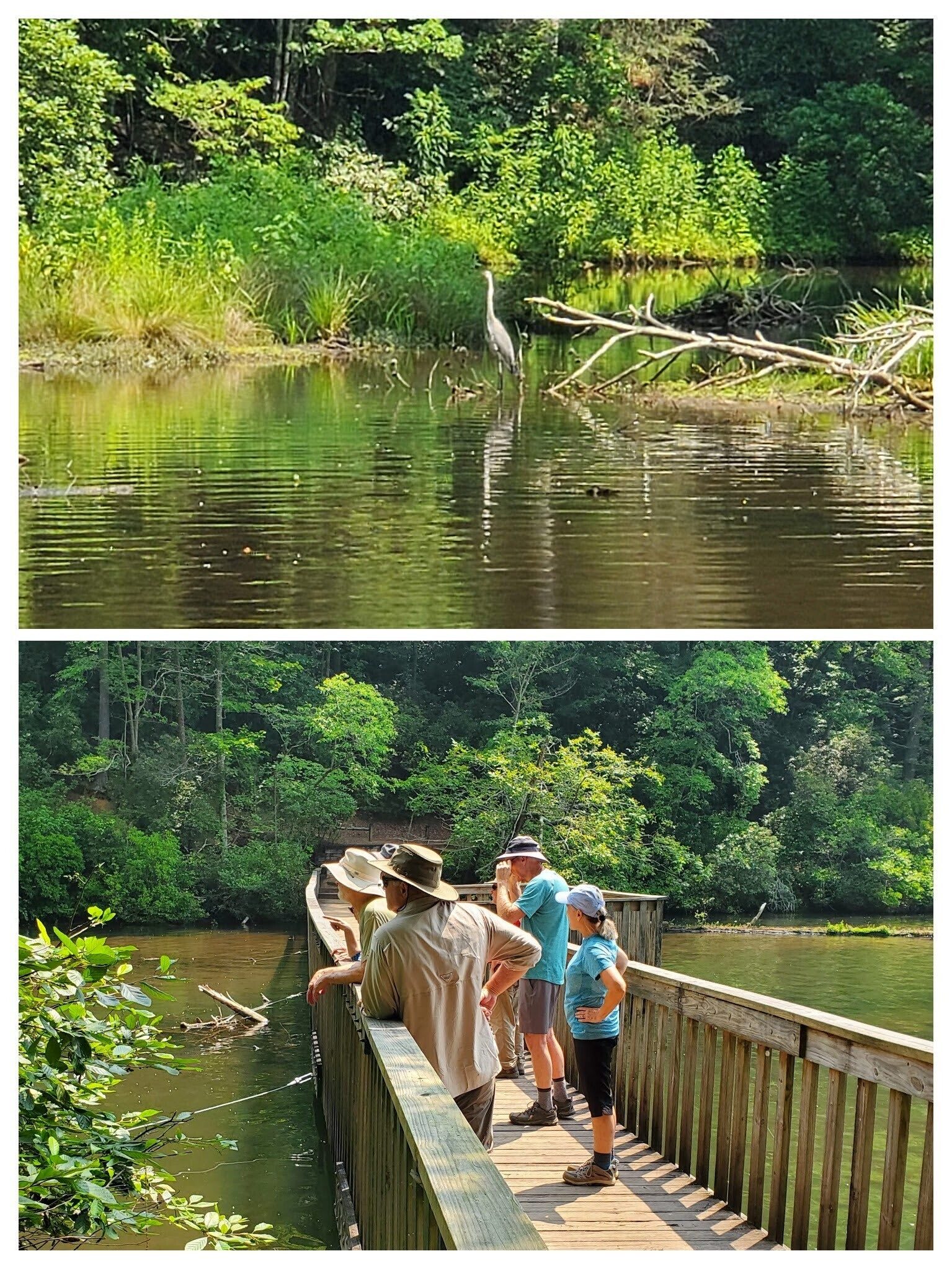 Looking up Smith Creek, we are  trying to catch a look at a Blue Heron.