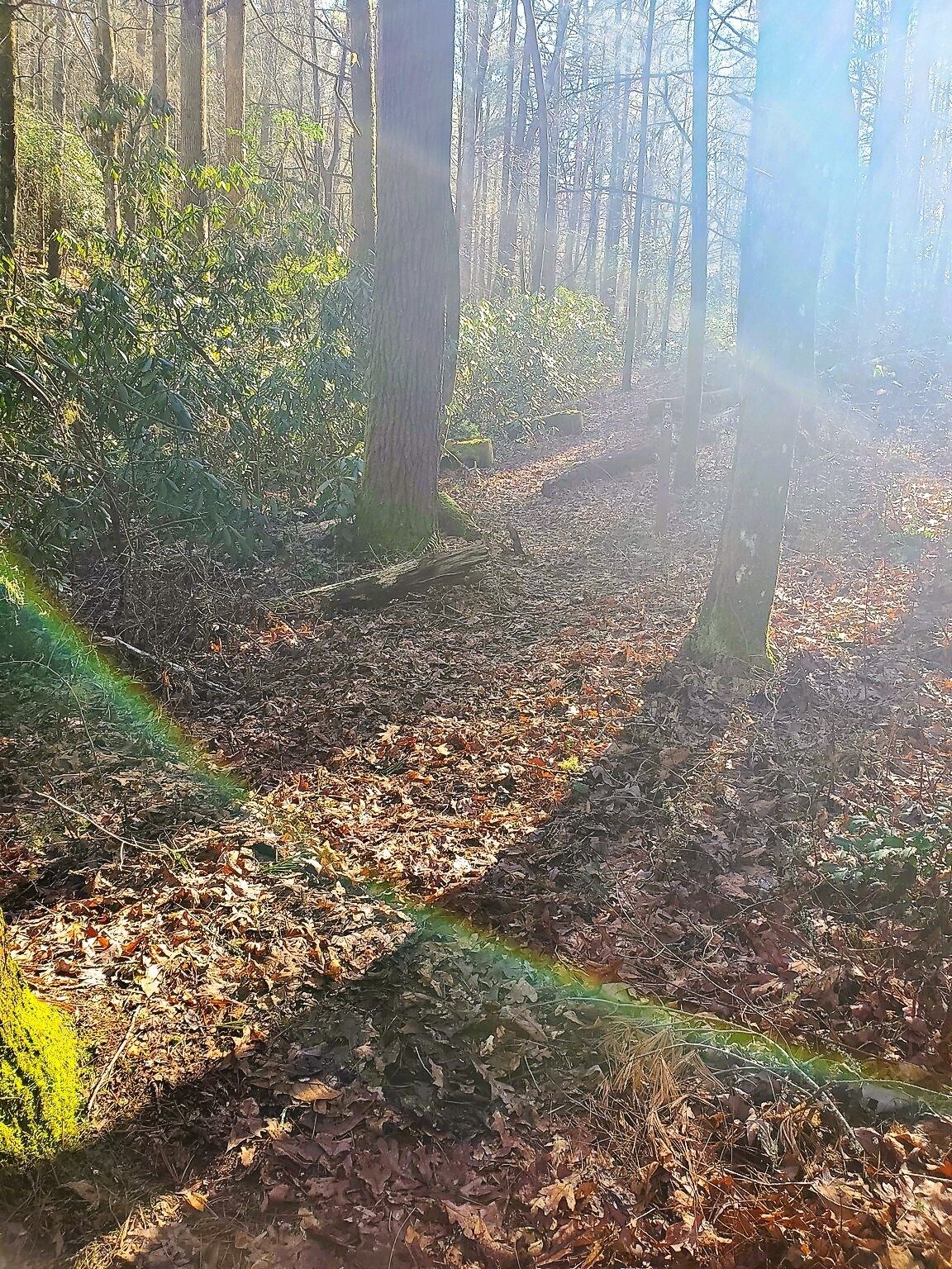 An early section of the trail.