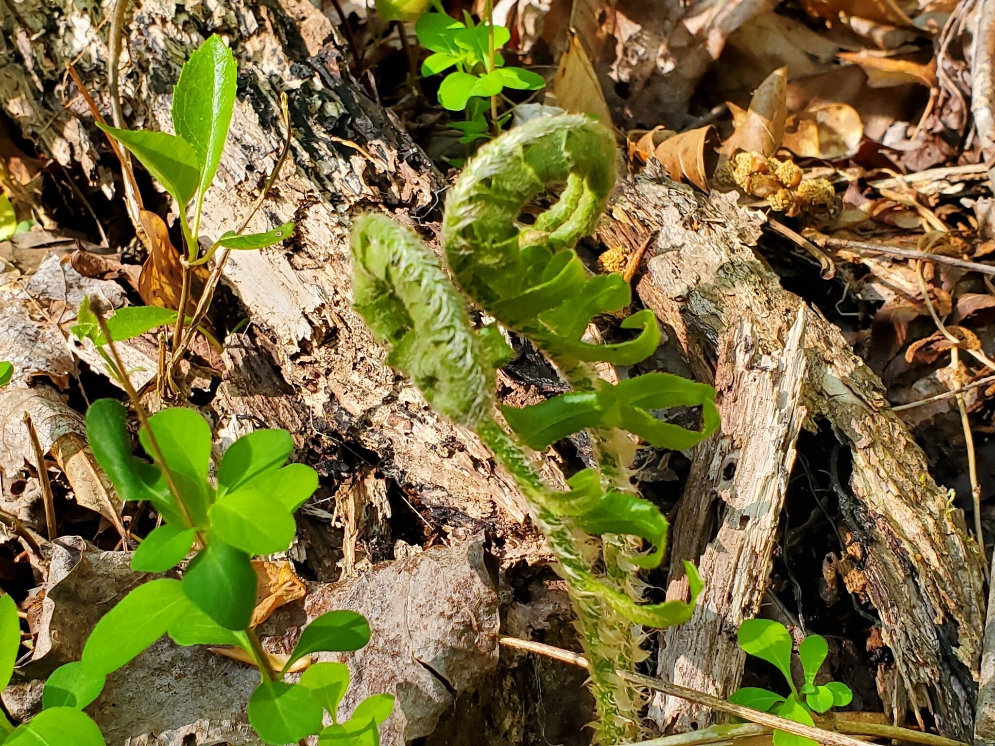 Lots of ferns popping out today.