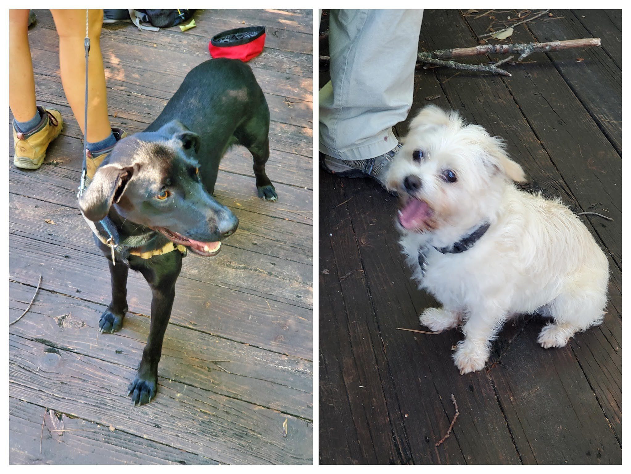 Trail dogs, Toby and Cutie Pie were pleasant company.