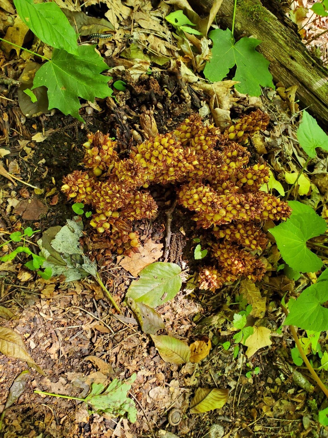 Squaw Root seen throughout the trail.