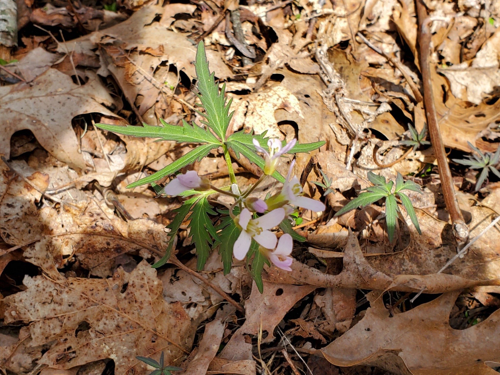 The leaves bear a resemblance to marijuana, but it's Cutleaf Toothwort!