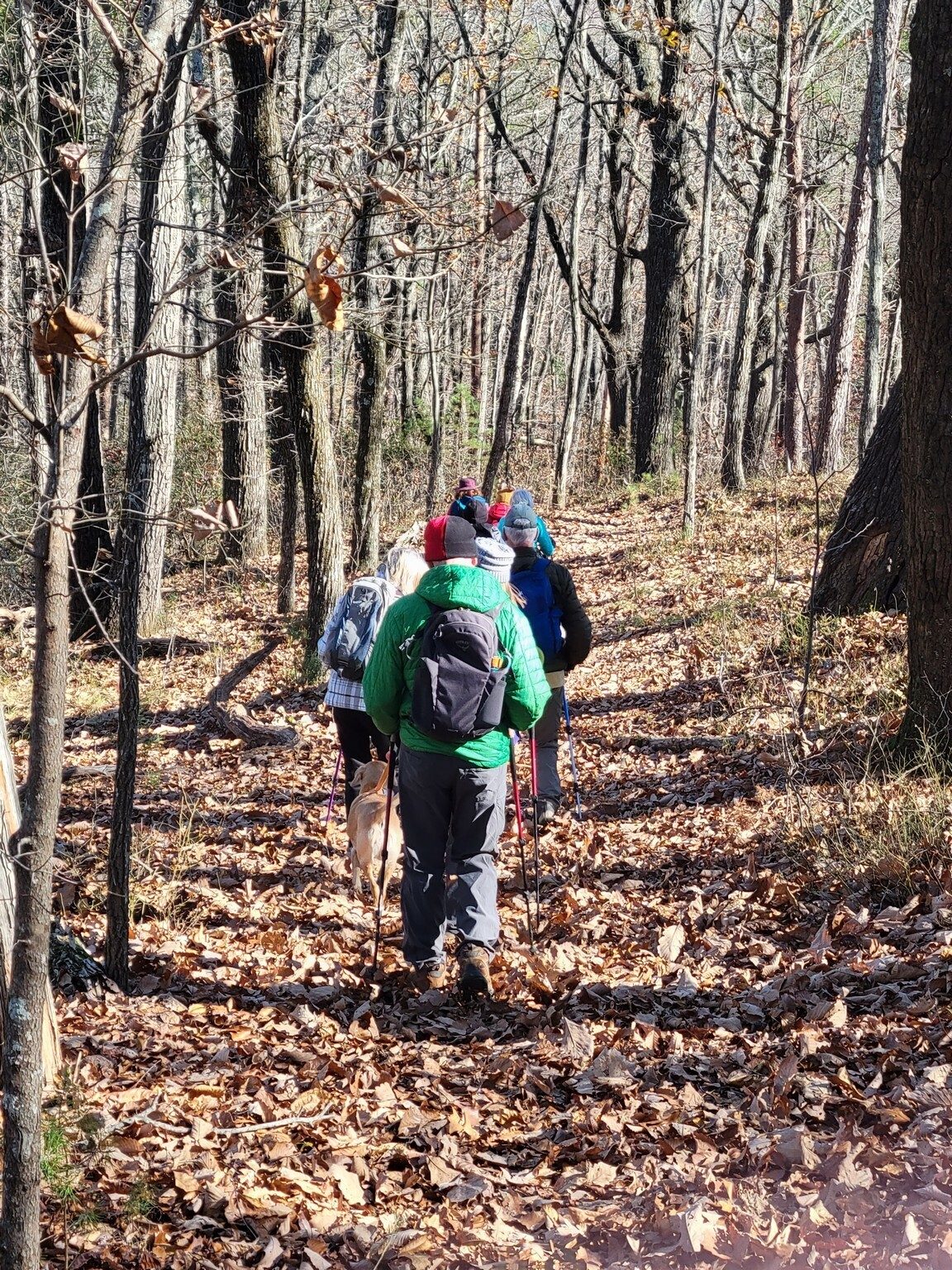 Headed back on a new trail that connects to the return leg of the Rhododendron Trail.  A bit slippery with the dry leaves.