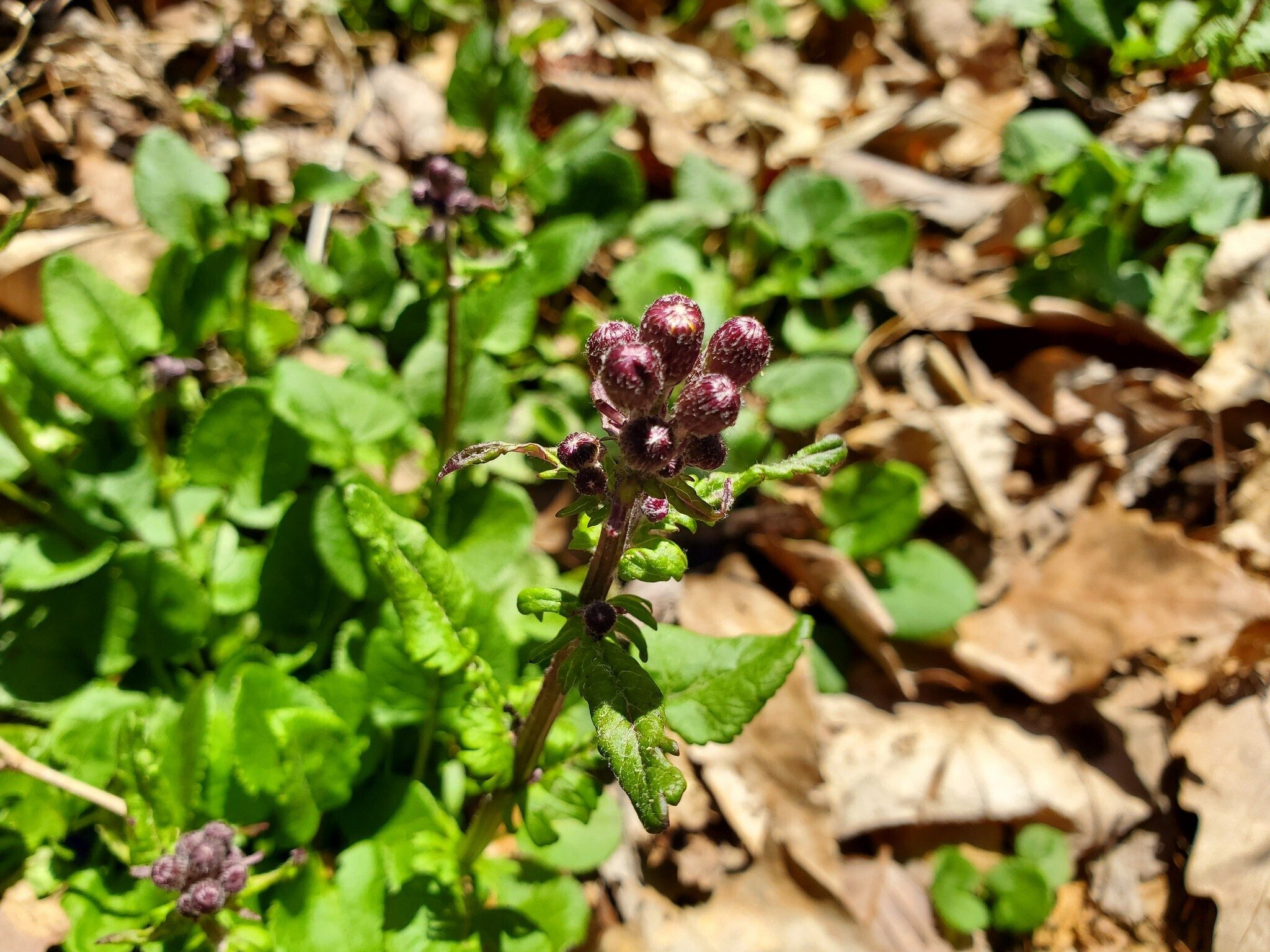Anyone know what this plant is?  Found along the trail, just past the summit.