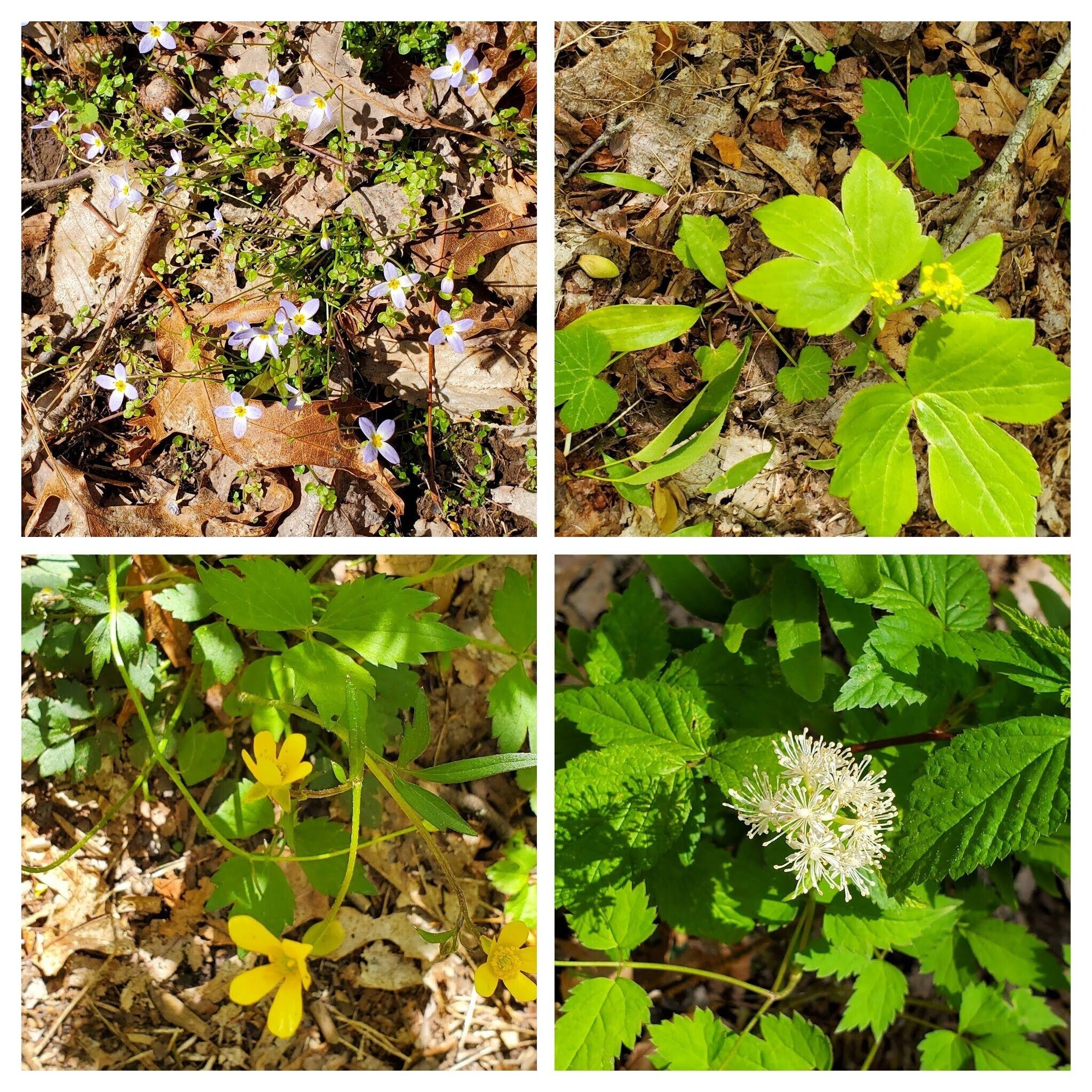 Lots of wildflowers today: Clockwise from 10 o'clock: Bluets, Blisterwort, Red Baneberry & Buttercup