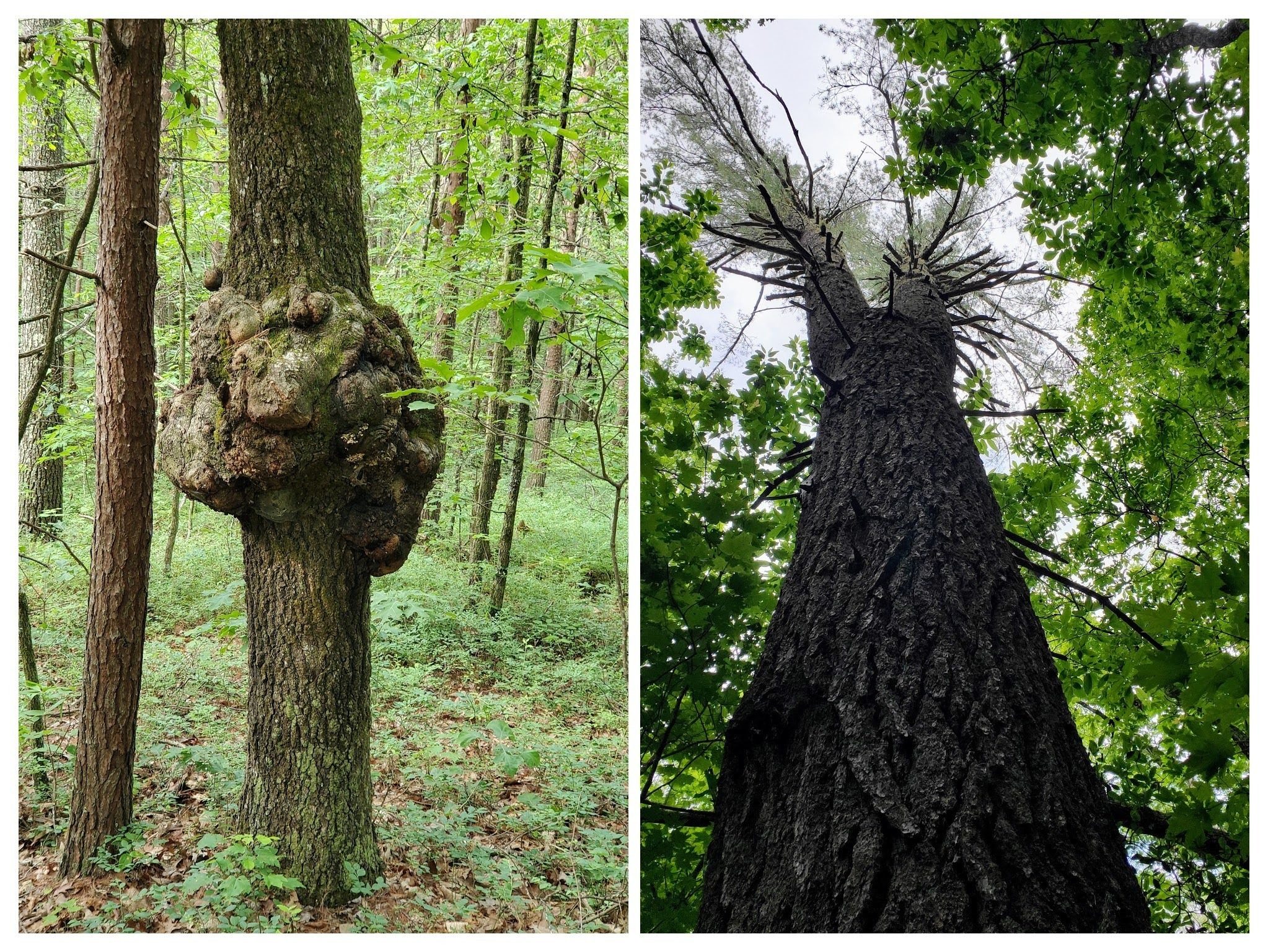 Interesting trees.  How about that split in the Pine tree on the right?
