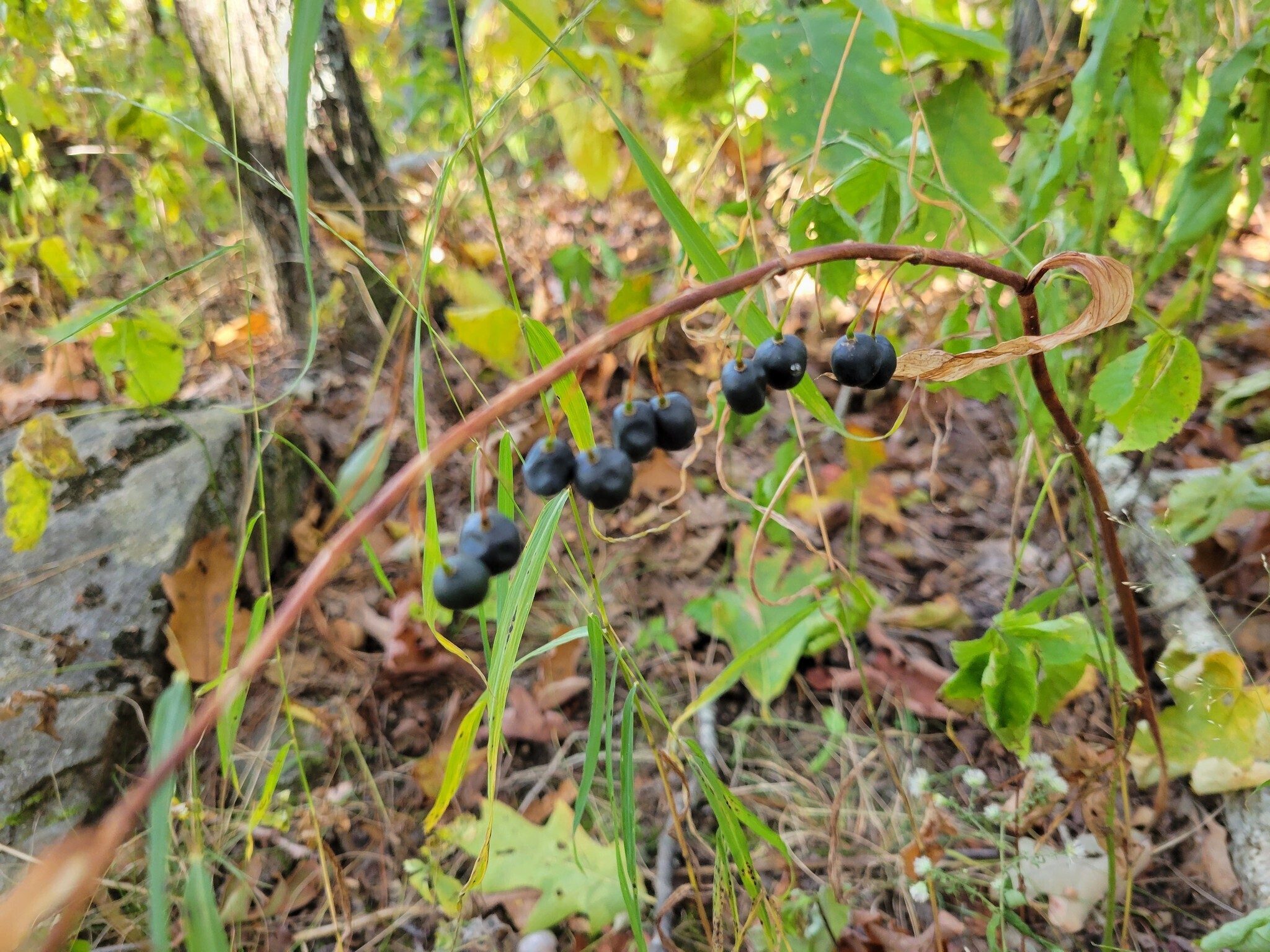 Surprised to see the fruit of Solomon's Seal still hanging on.