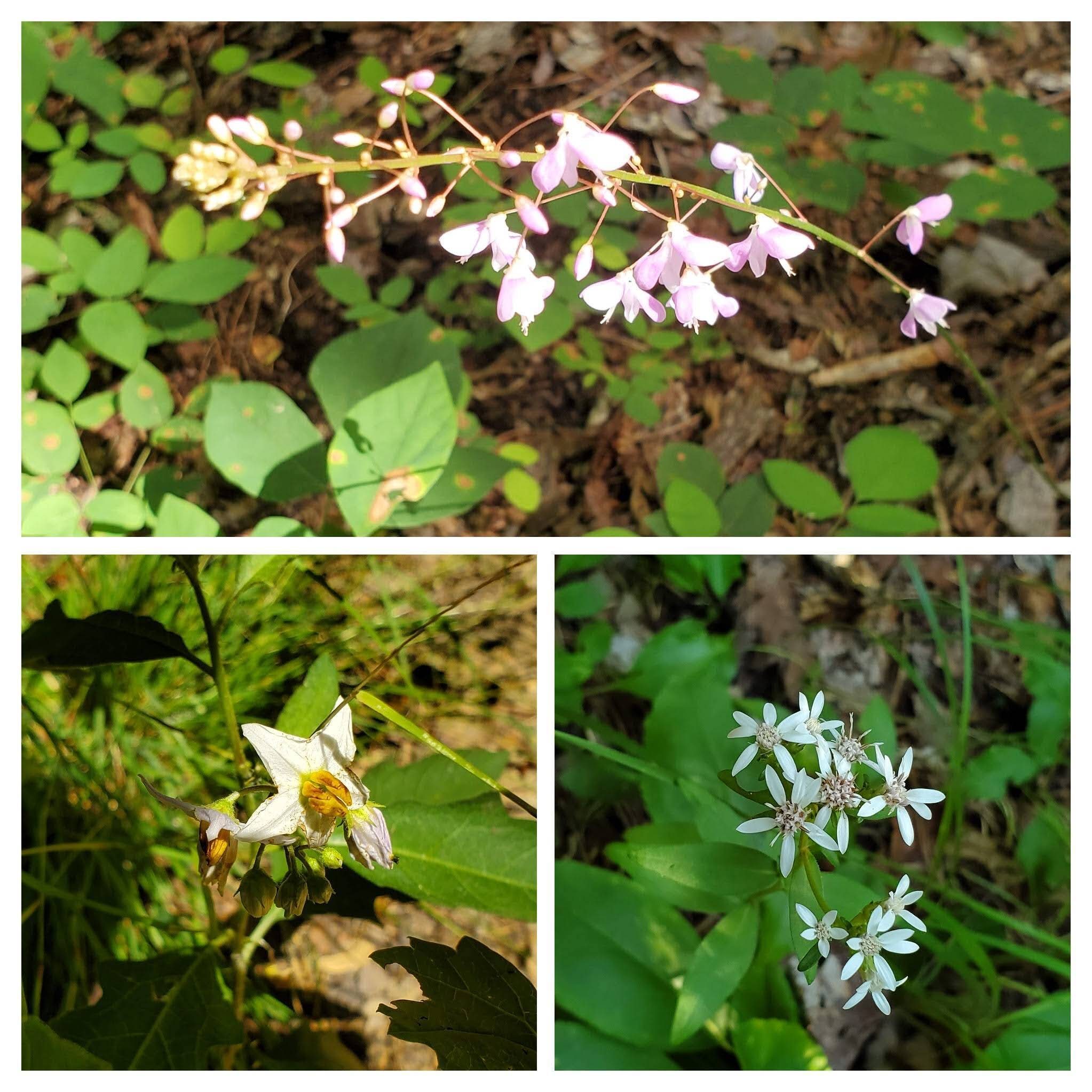 Not a lot of showy wildflowers either.