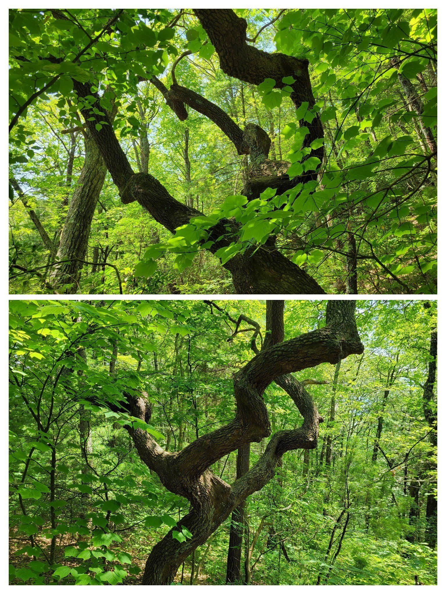 And next to the tree with the large gall, was this tree with great character!