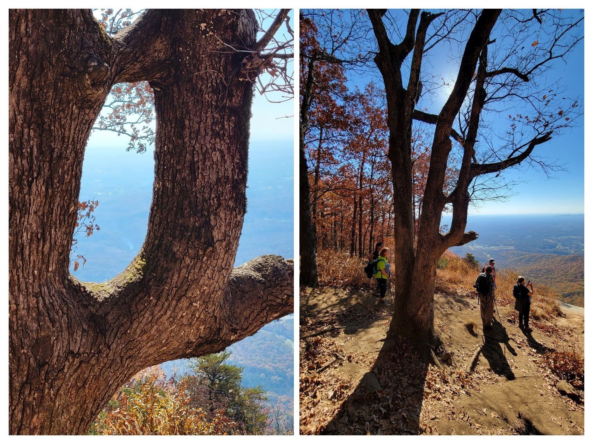 A tree near an overlook displaying "inosculation" with branches growing together.  Sorry Heather, I had to look that term up.