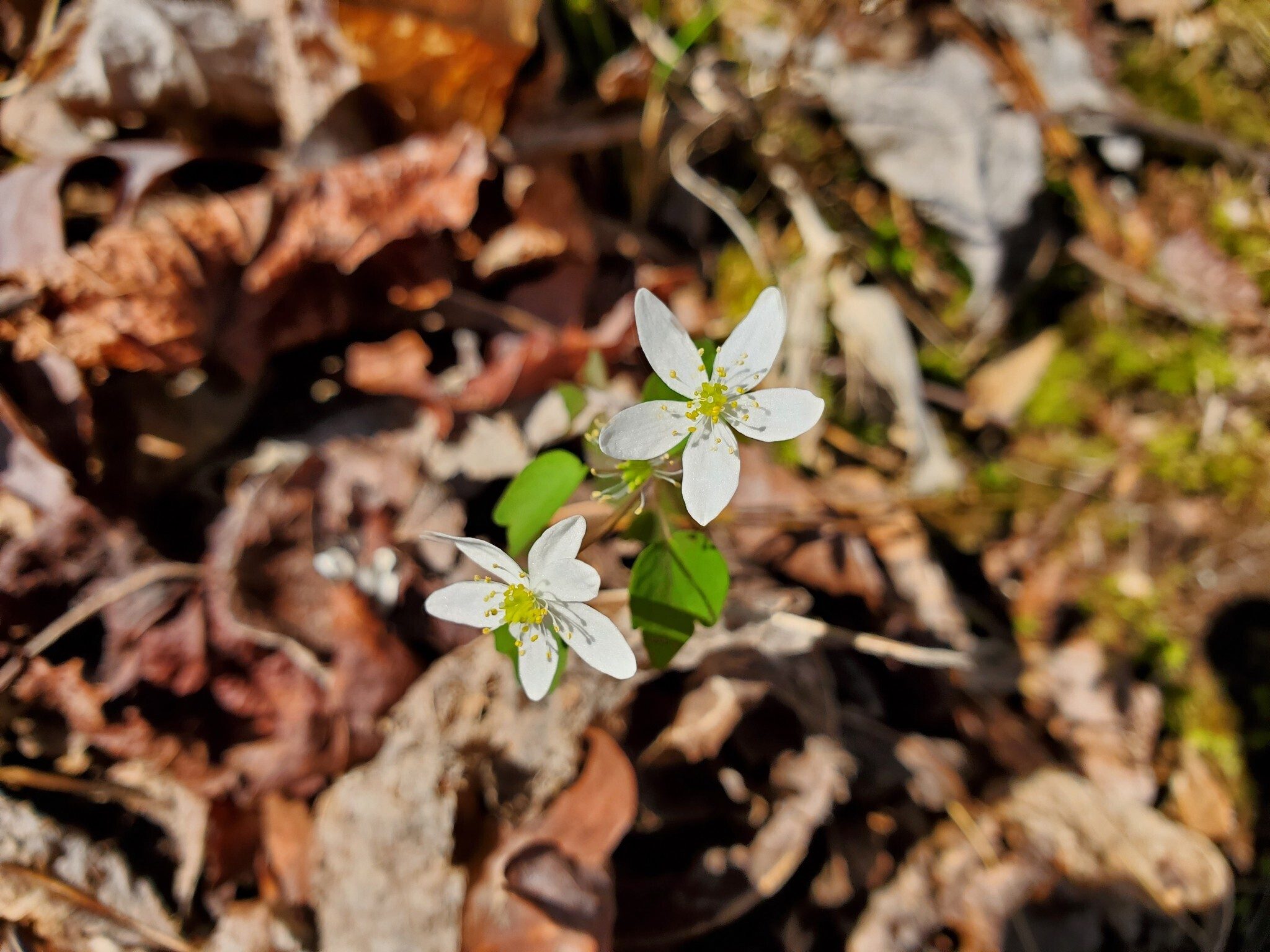 This Star Chickweed was one of just two wildflowers spotted today.