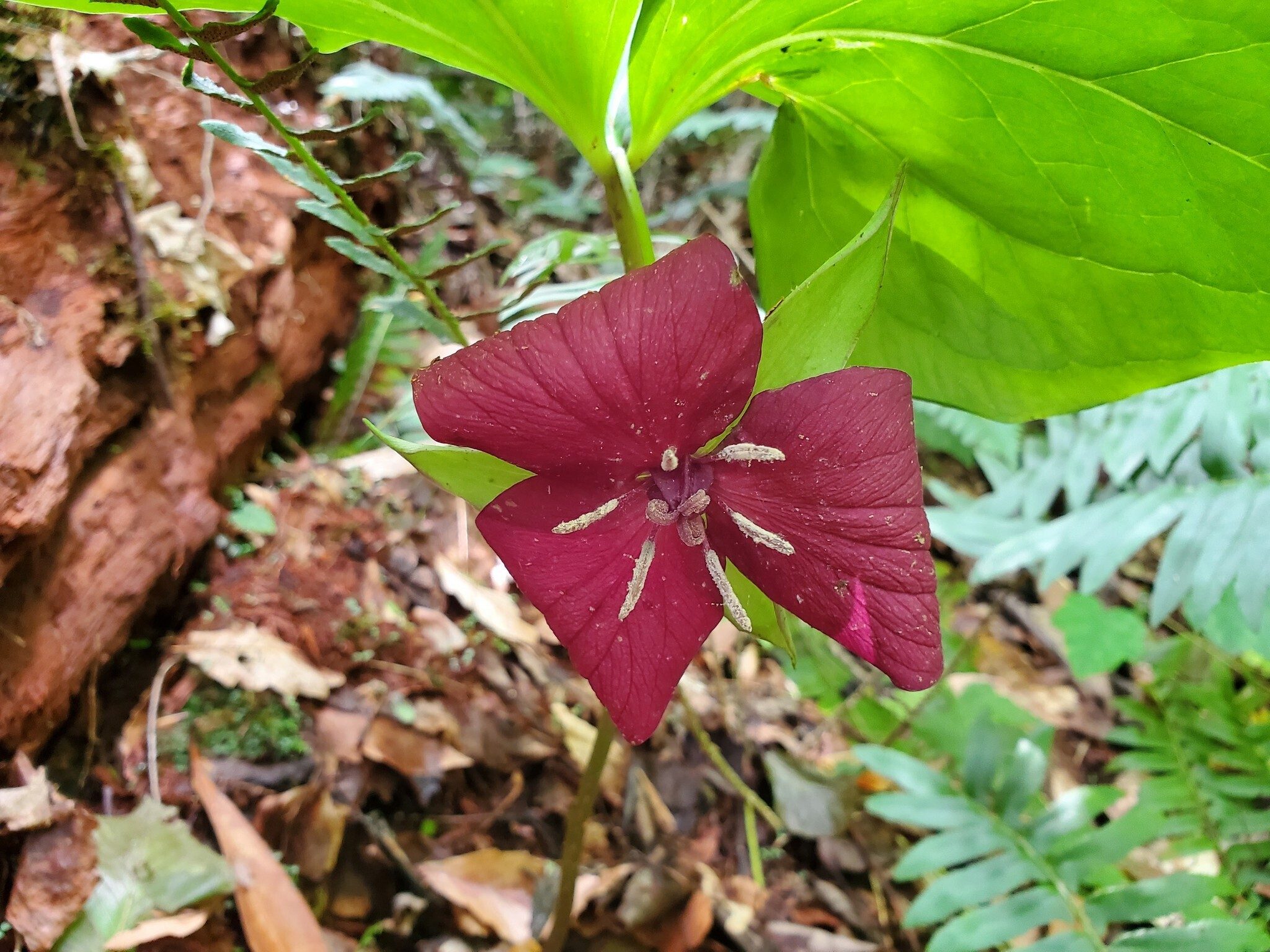 Another surprise was a short stretch of the trail with numerous Vasey's Trillium still in bloom.