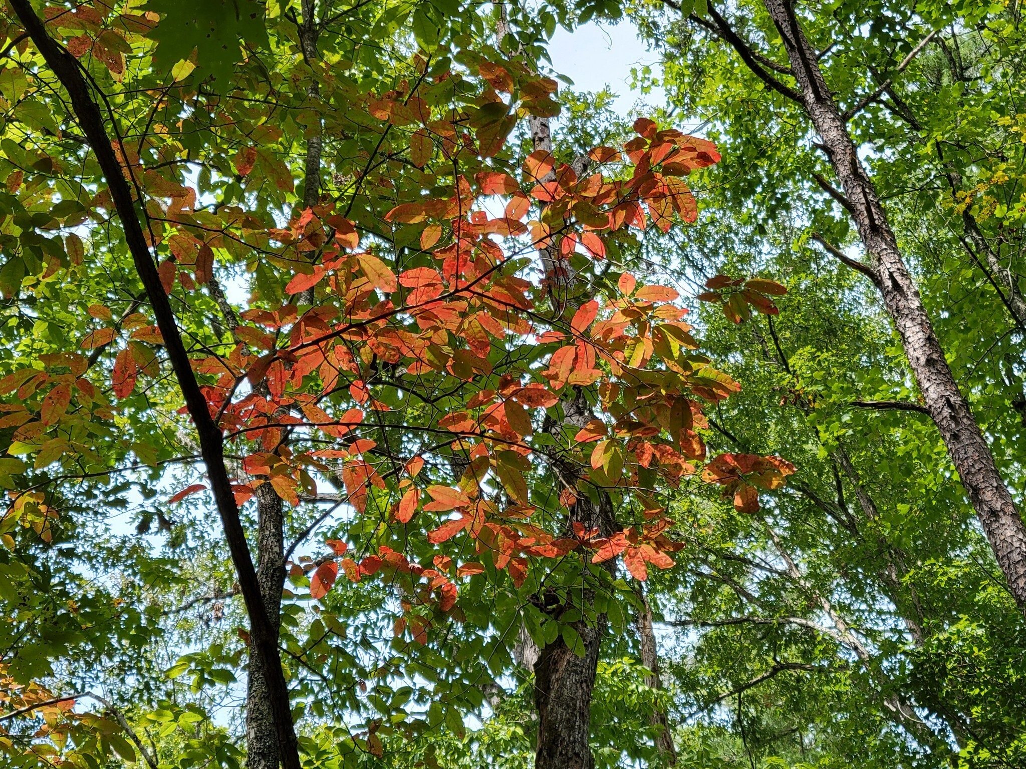 Just the beginning of more fall colors.