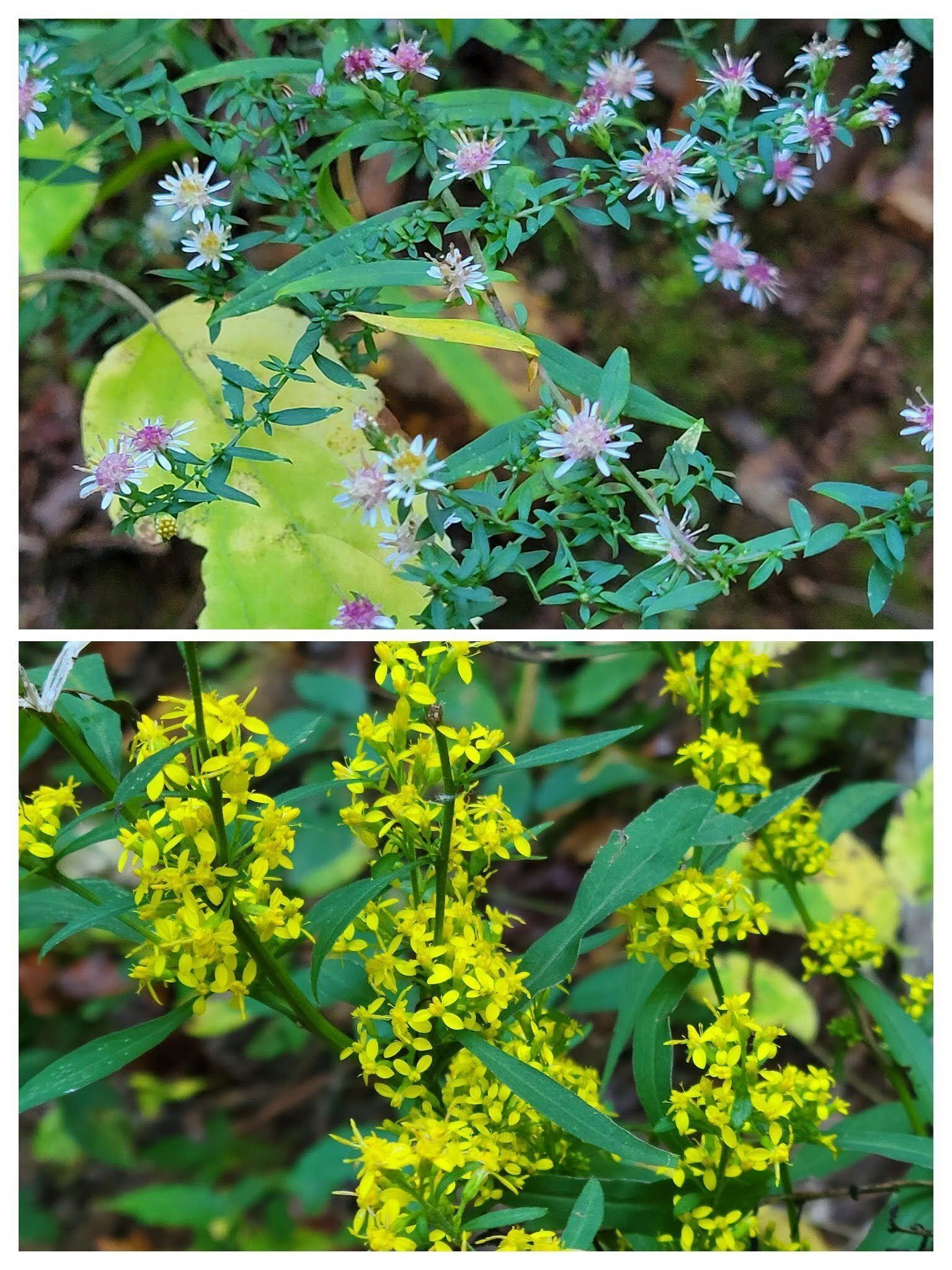 Not much in the way of wildflowers in late October.  Just Calico Aster and Woodland Goldenrod.