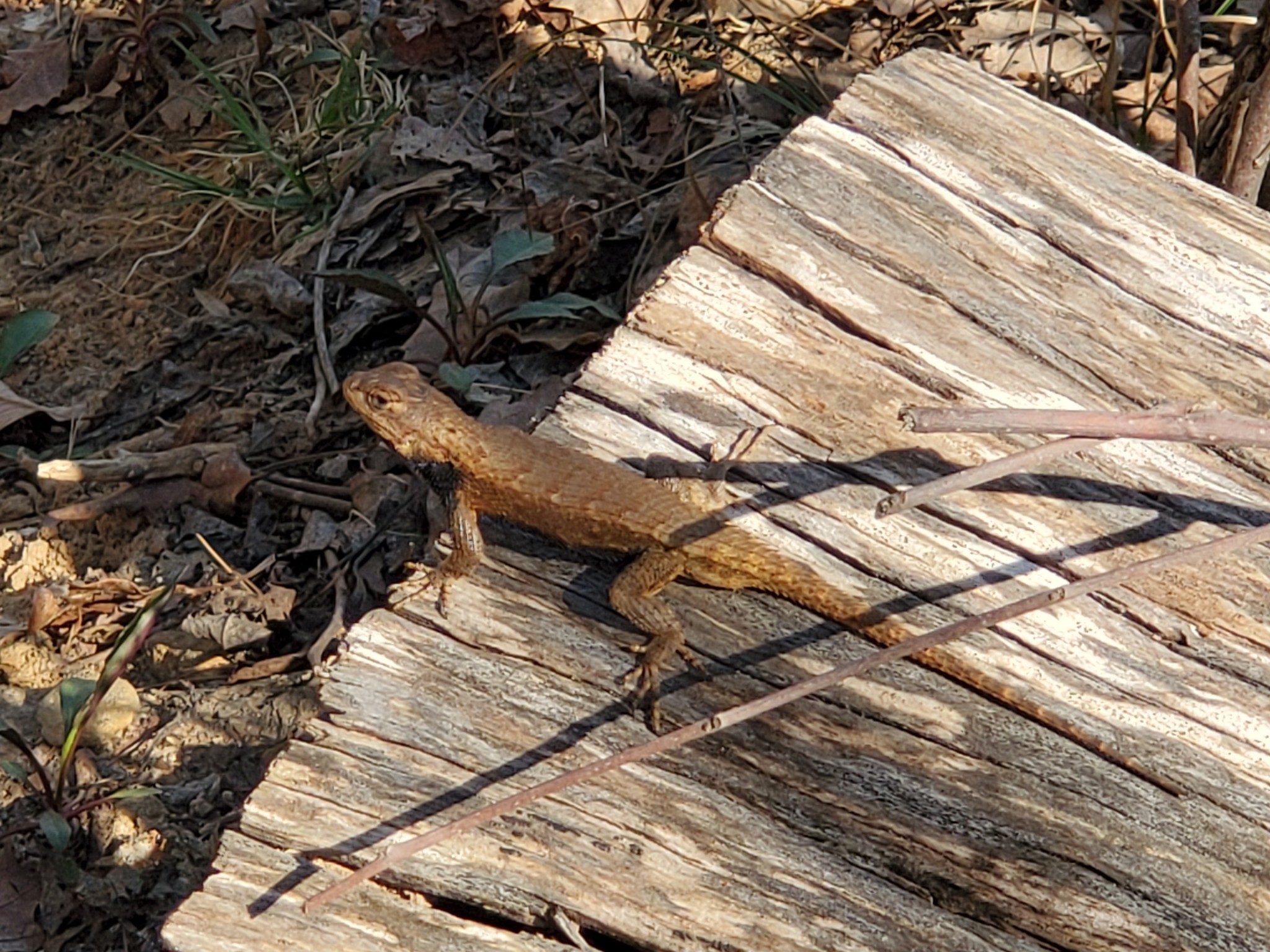 This lizard wishing us "good riddance" on our way back.