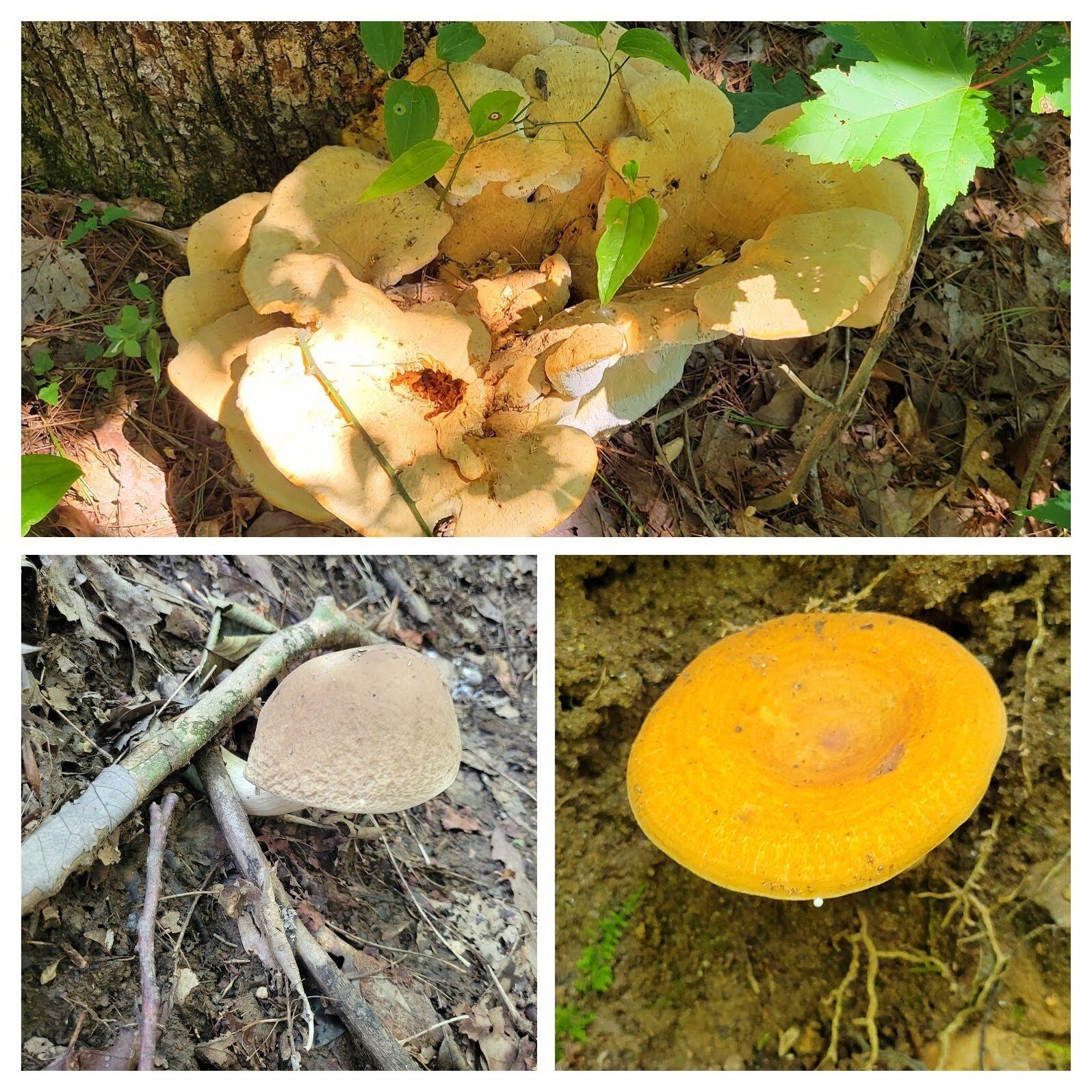 Not many mushrooms, but the one shown on the top pane was a whopper at 12" to 15" across!
