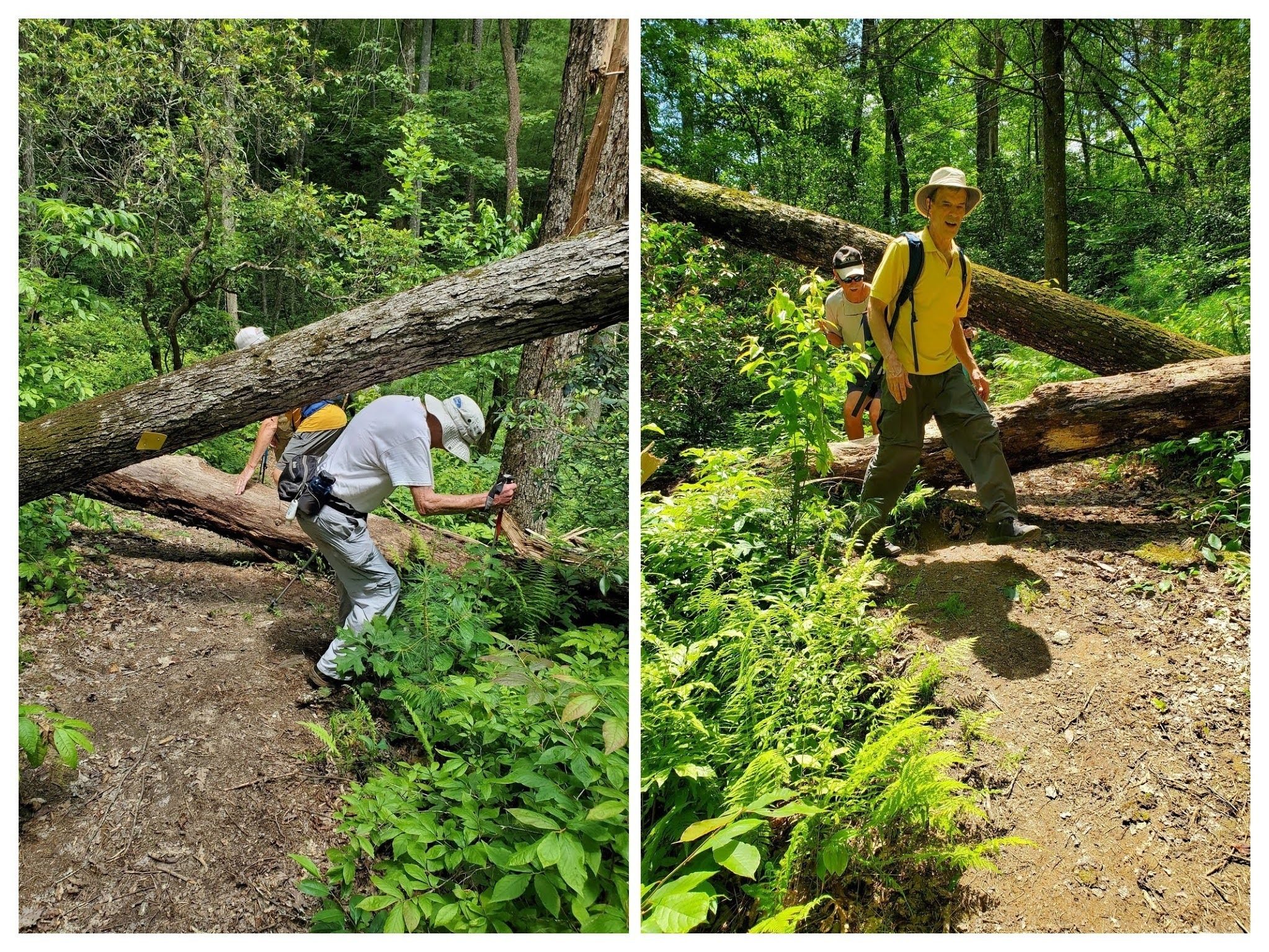 Getting through the only significant deadfall of the hike.
