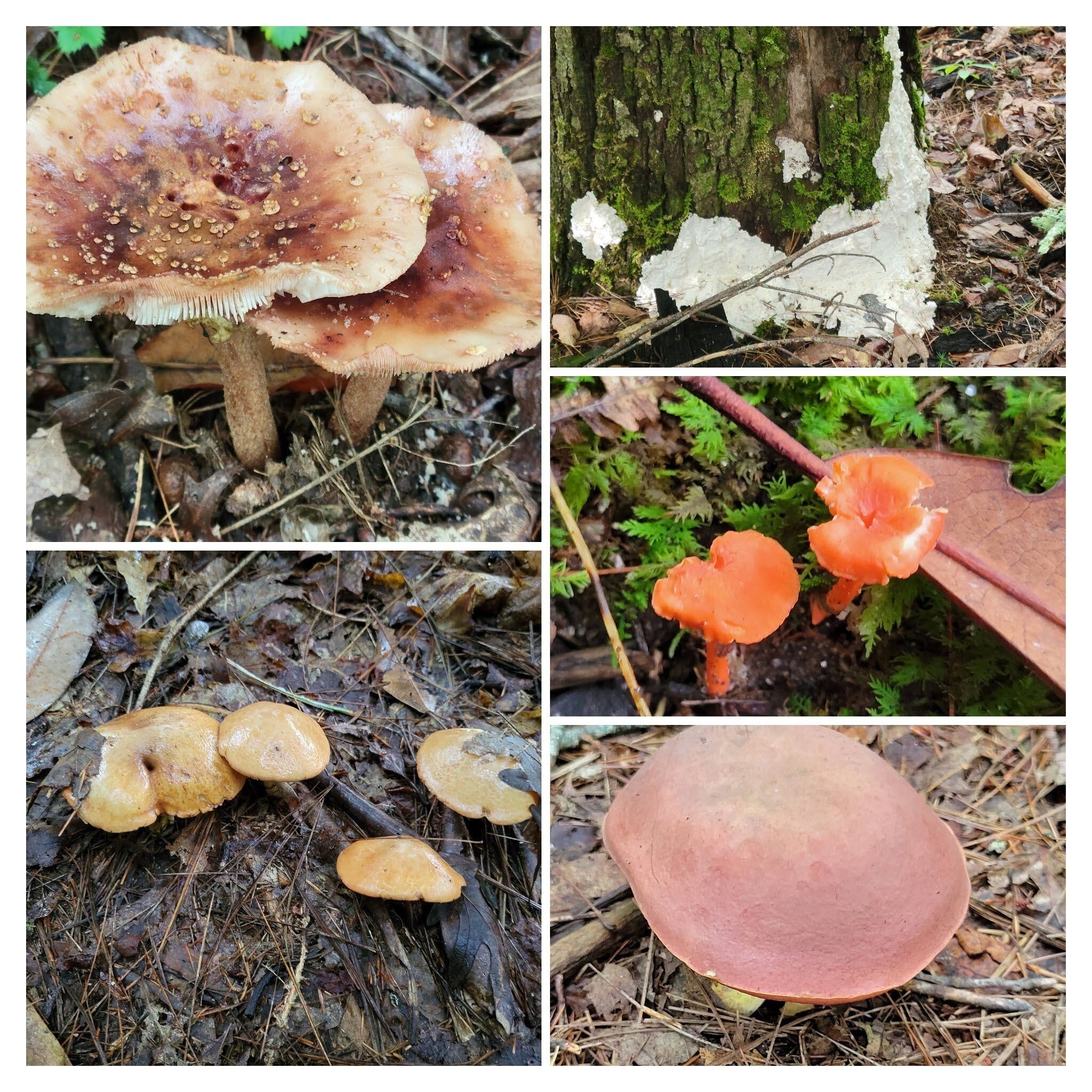 With the recent rains, plenty of  fungi.