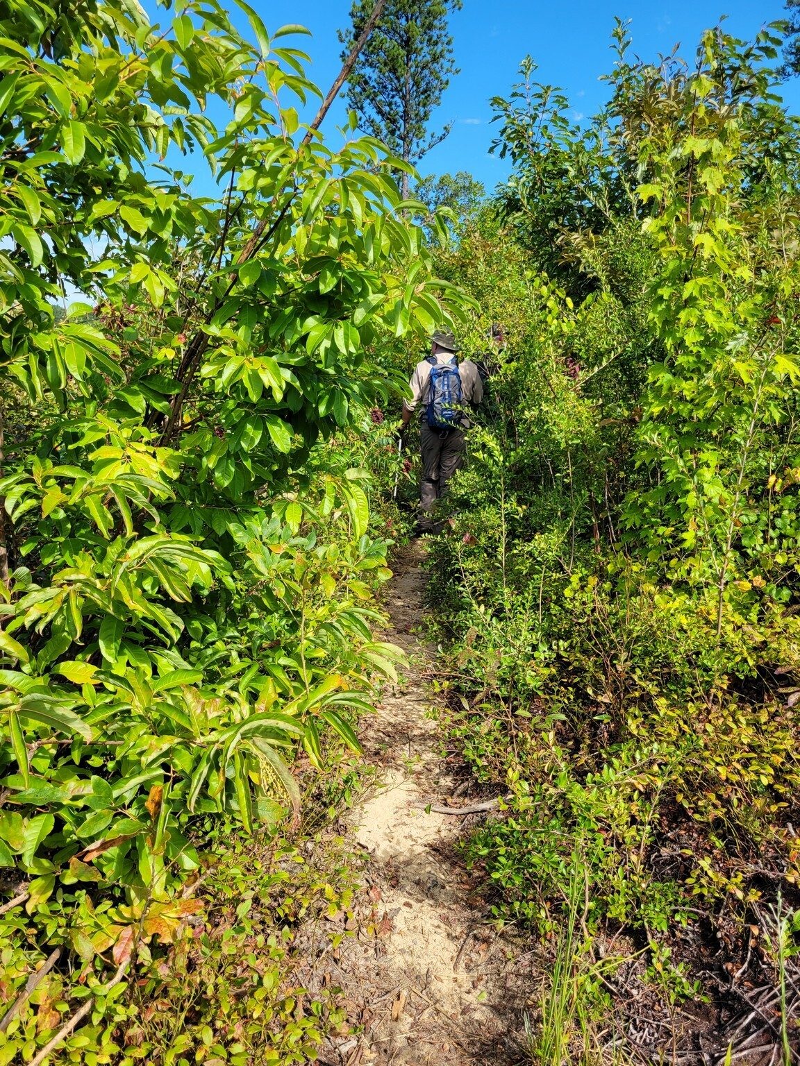 A bit overgrown on our way from High Bluff to Inspiration Point.