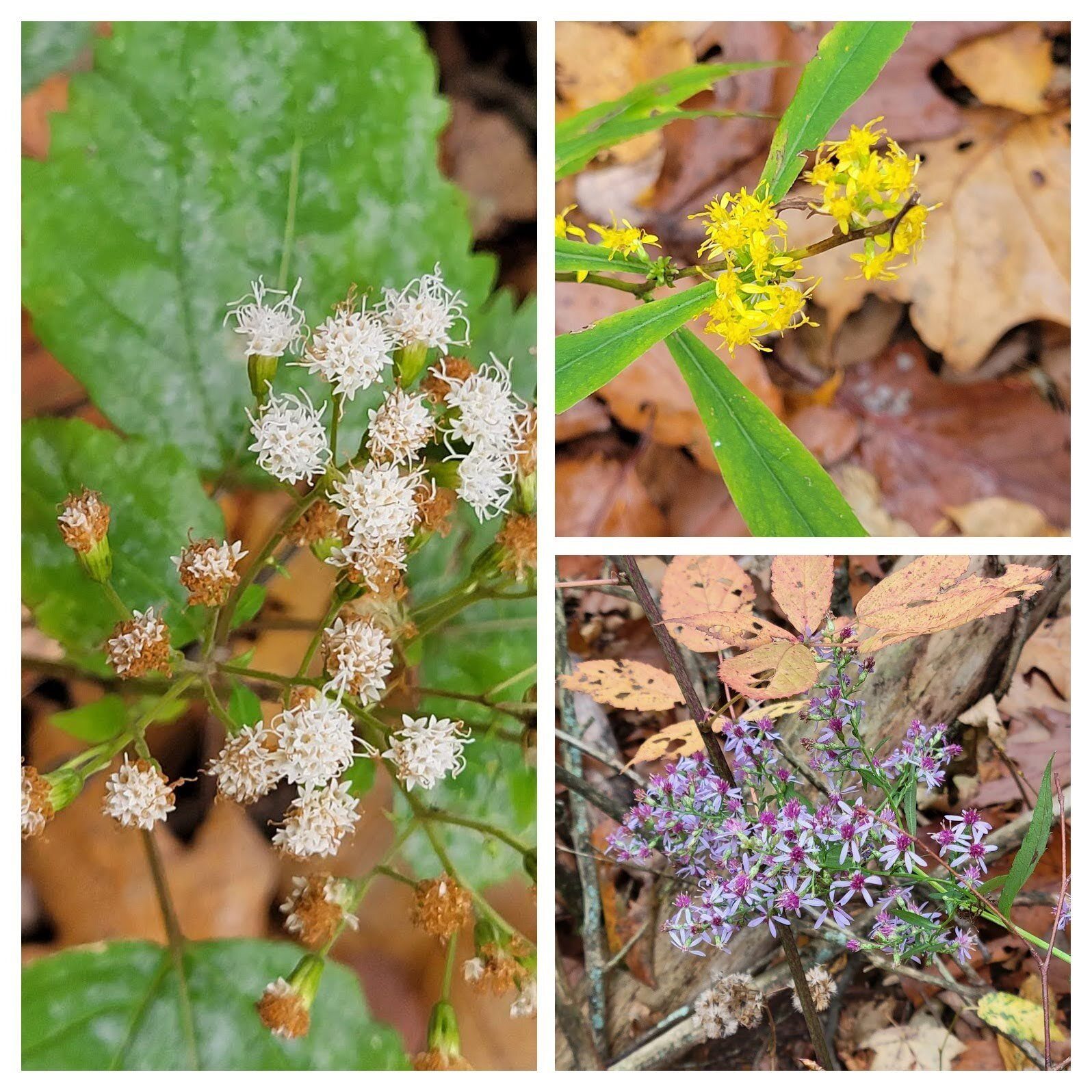 We had to look hard for these wildflower remnants.