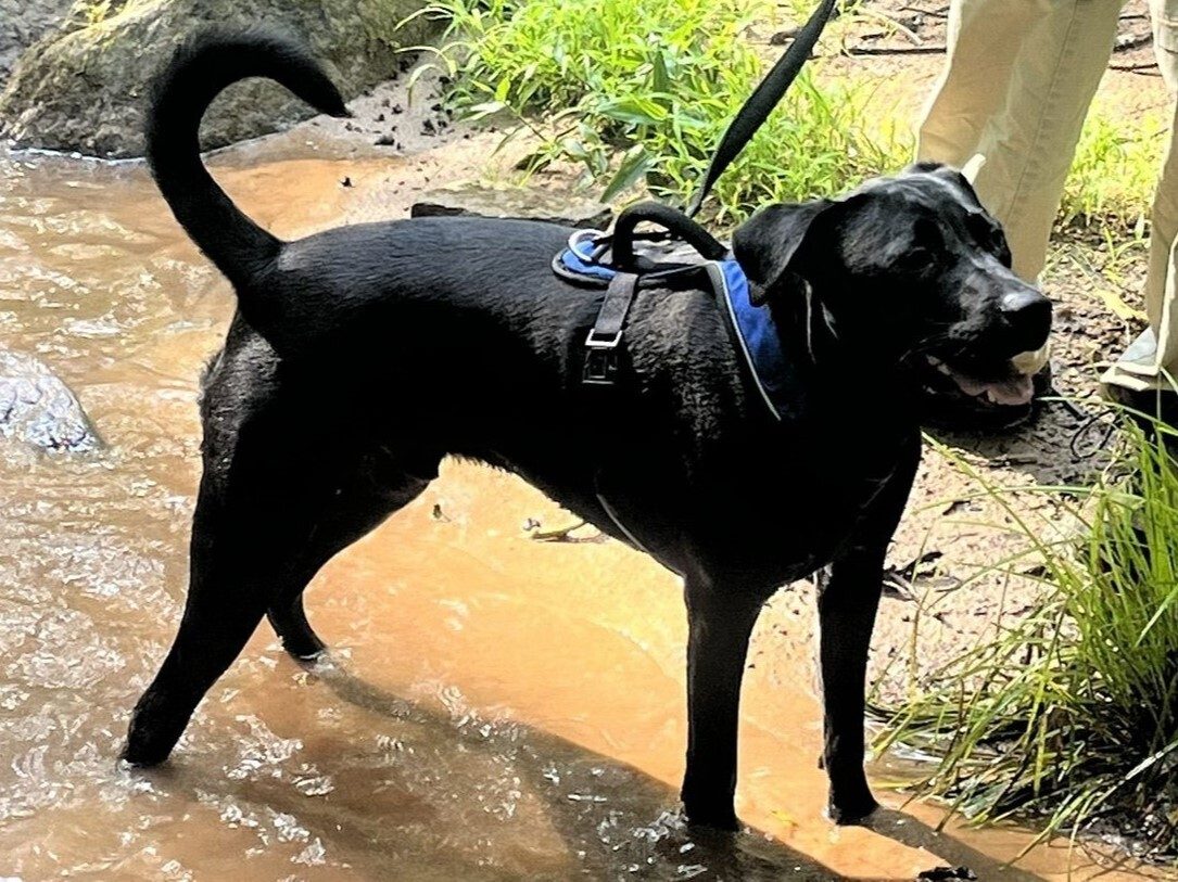 Matt's "Toby" enjoying the creek.