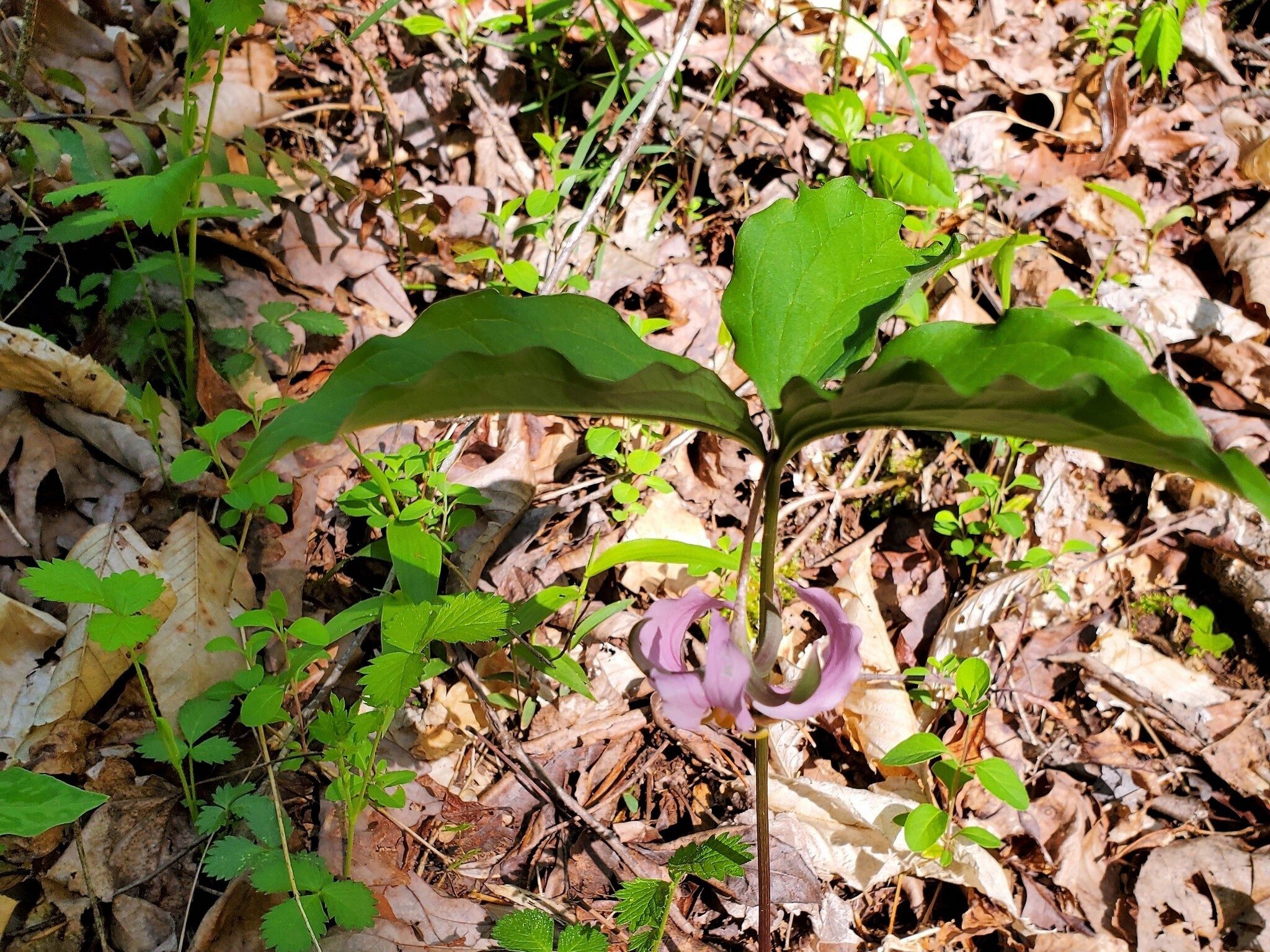 We also saw a fair number of these Catesby Trillium scattered along the trail.