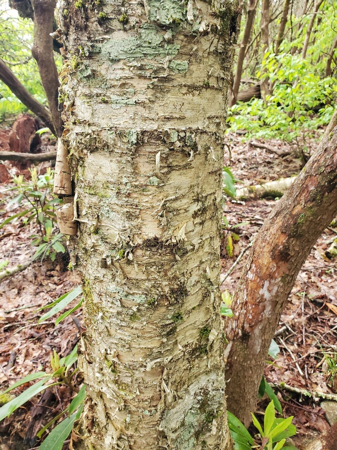 Any tree experts out there?  Could this be a Yellow Birch?